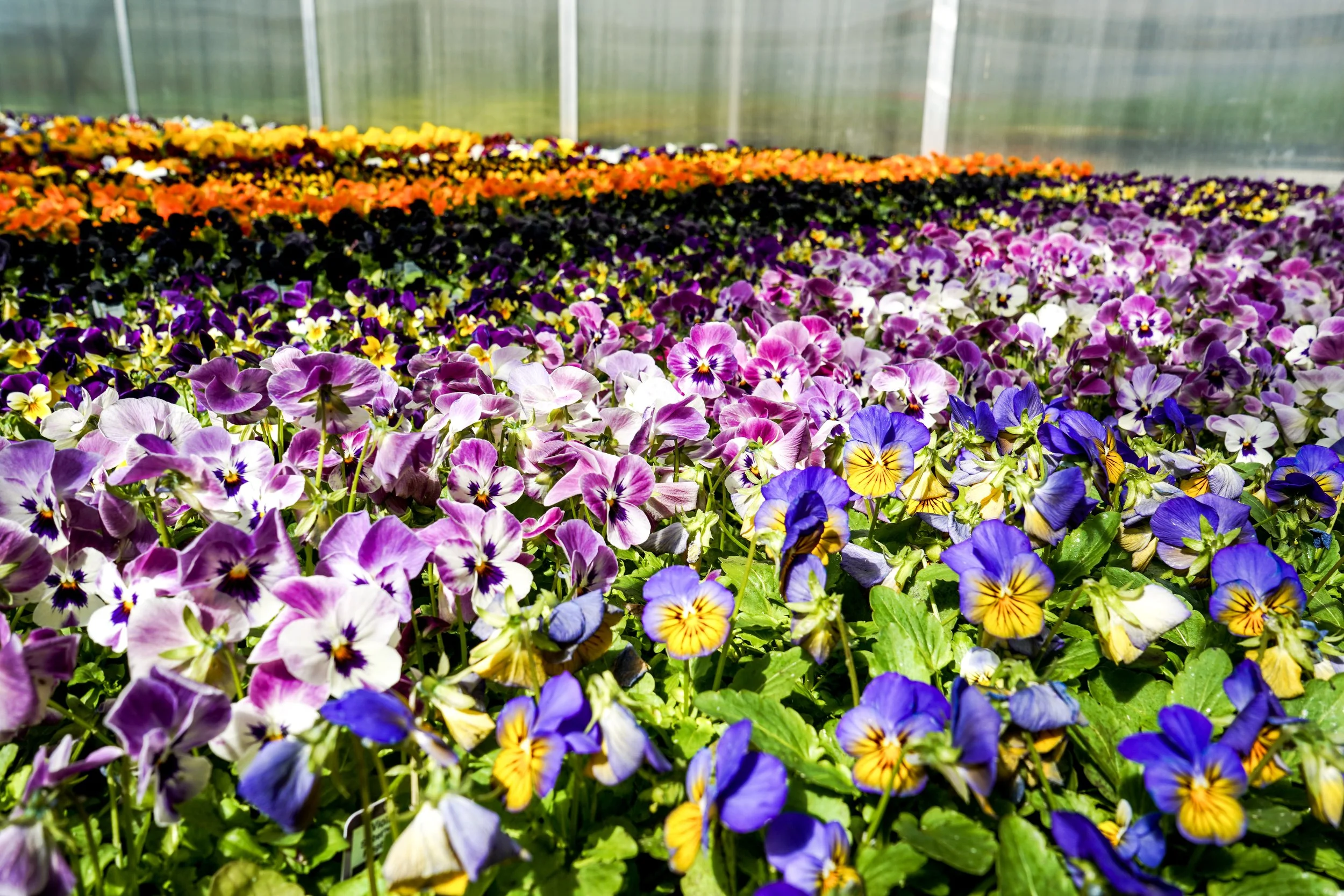 Colorful pansy flowers growing in a greenhouse with transparent walls.