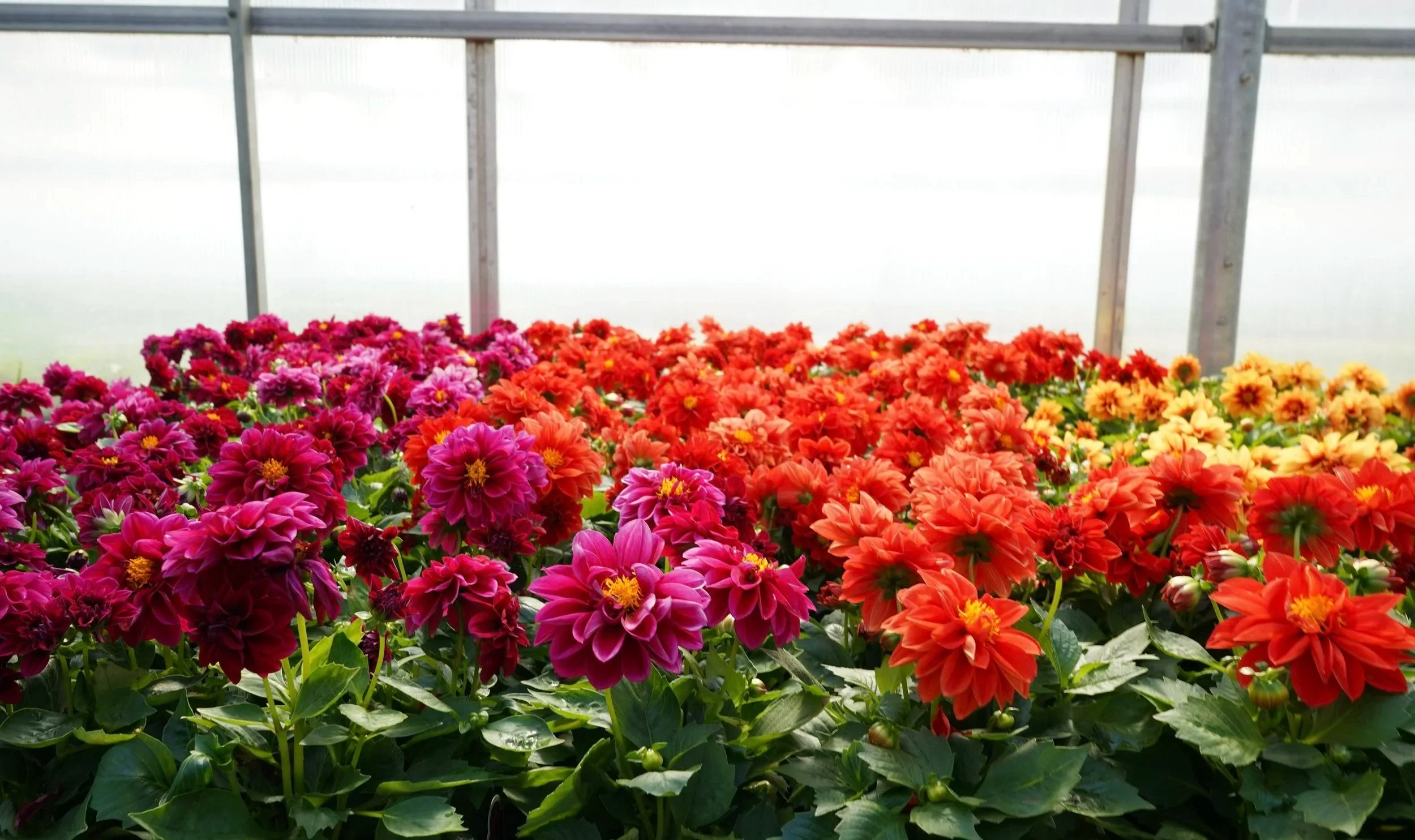 Brightly colored flowers, predominantly pink, red, orange, and yellow, inside a greenhouse with a metal frame.