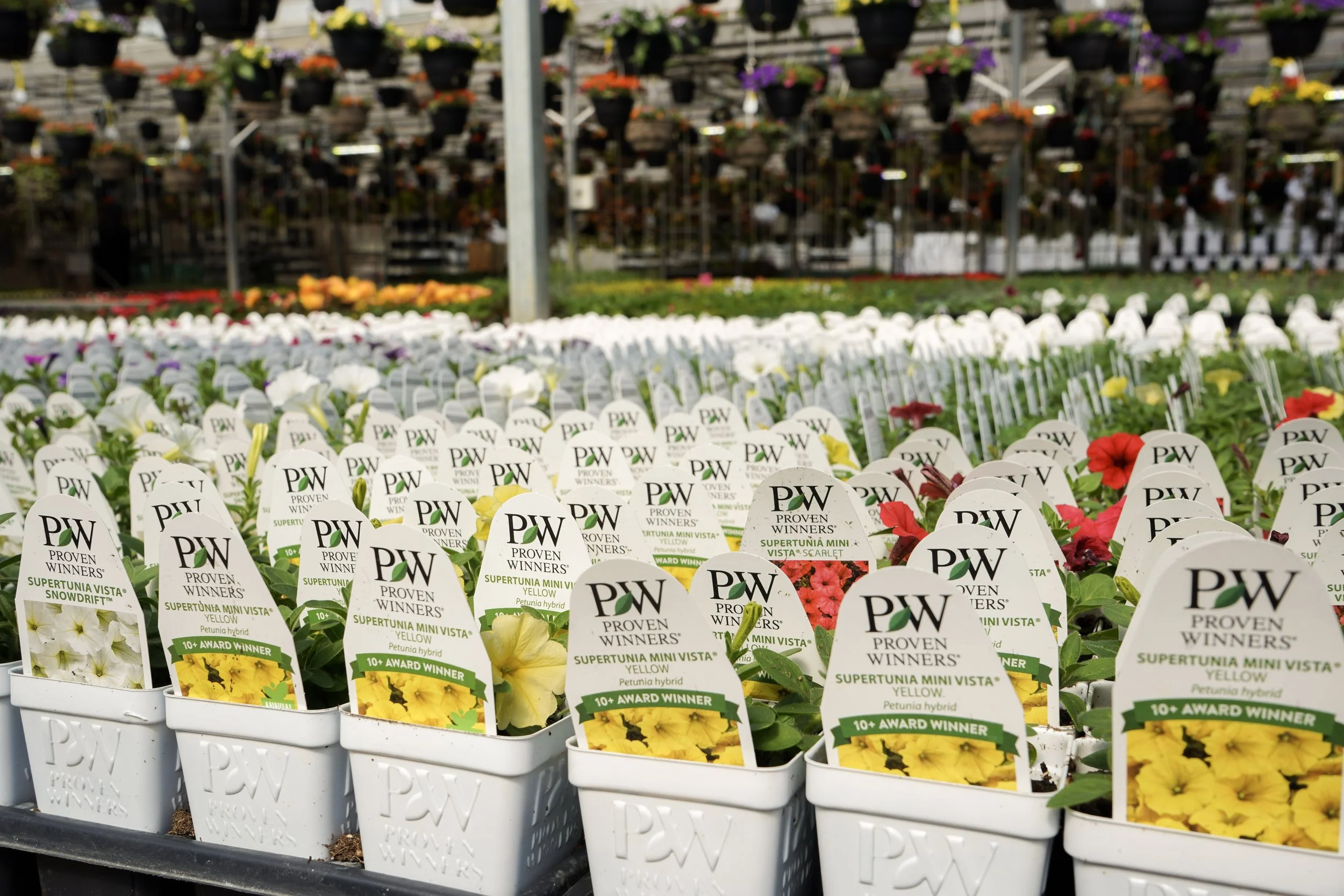 Proven Winners annual flowers in pots ready for planting at South Cooking Lake greenhouse