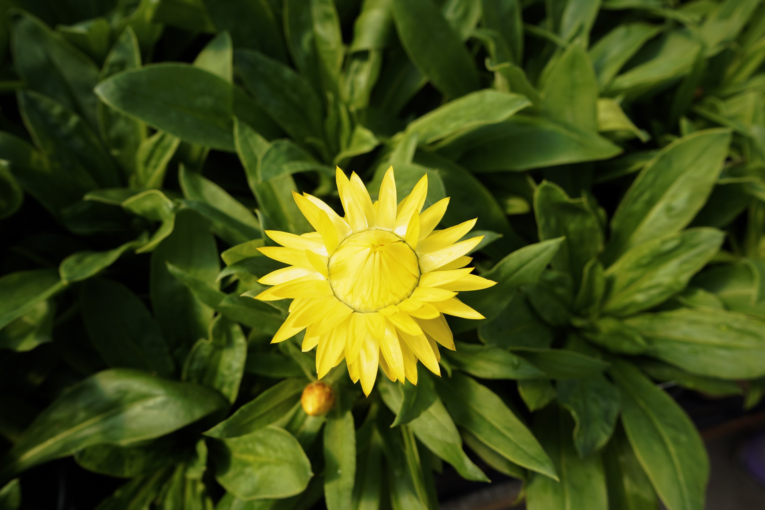 Bright yellow Sunbrero Gaillardia flower in bloom at South Cooking Lake greenhouse