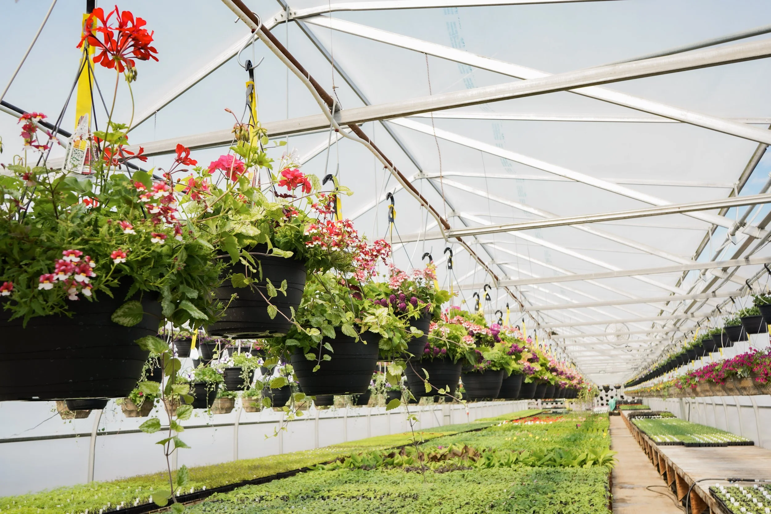 Hanging flower baskets with pink and red flowers inside a greenhouse with a metal roof and wooden walking paths.