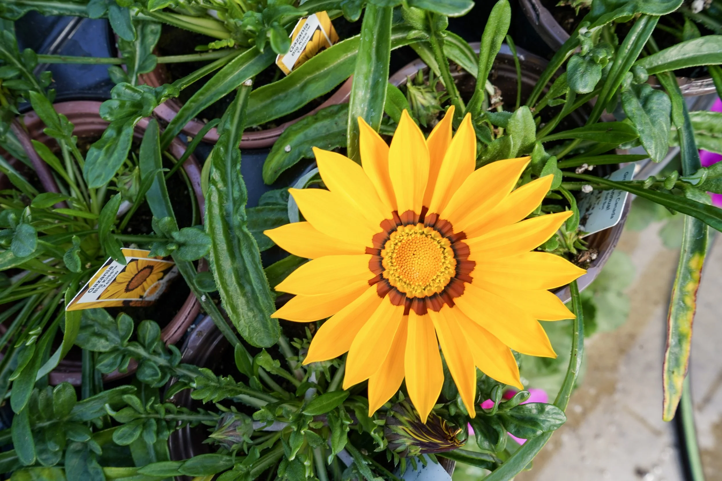 A bright yellow flower with dark brown and yellow center in a pot among green leaves.