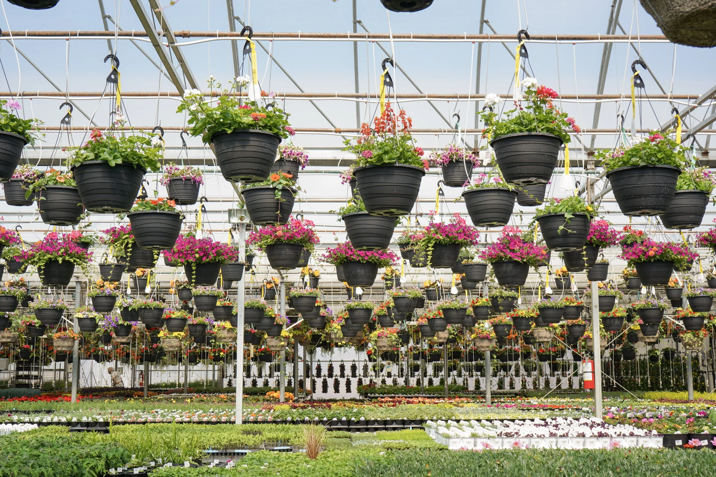 Multiple hanging pots filled with colorful flowers are arranged on a greenhouse structure. The background shows transparent roof panels and a clear sky.
