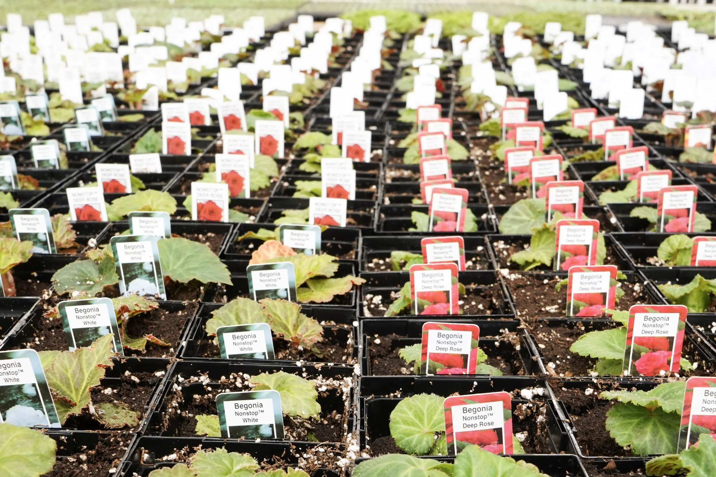 Young annual and perennial plants growing in starter trays inside greenhouse