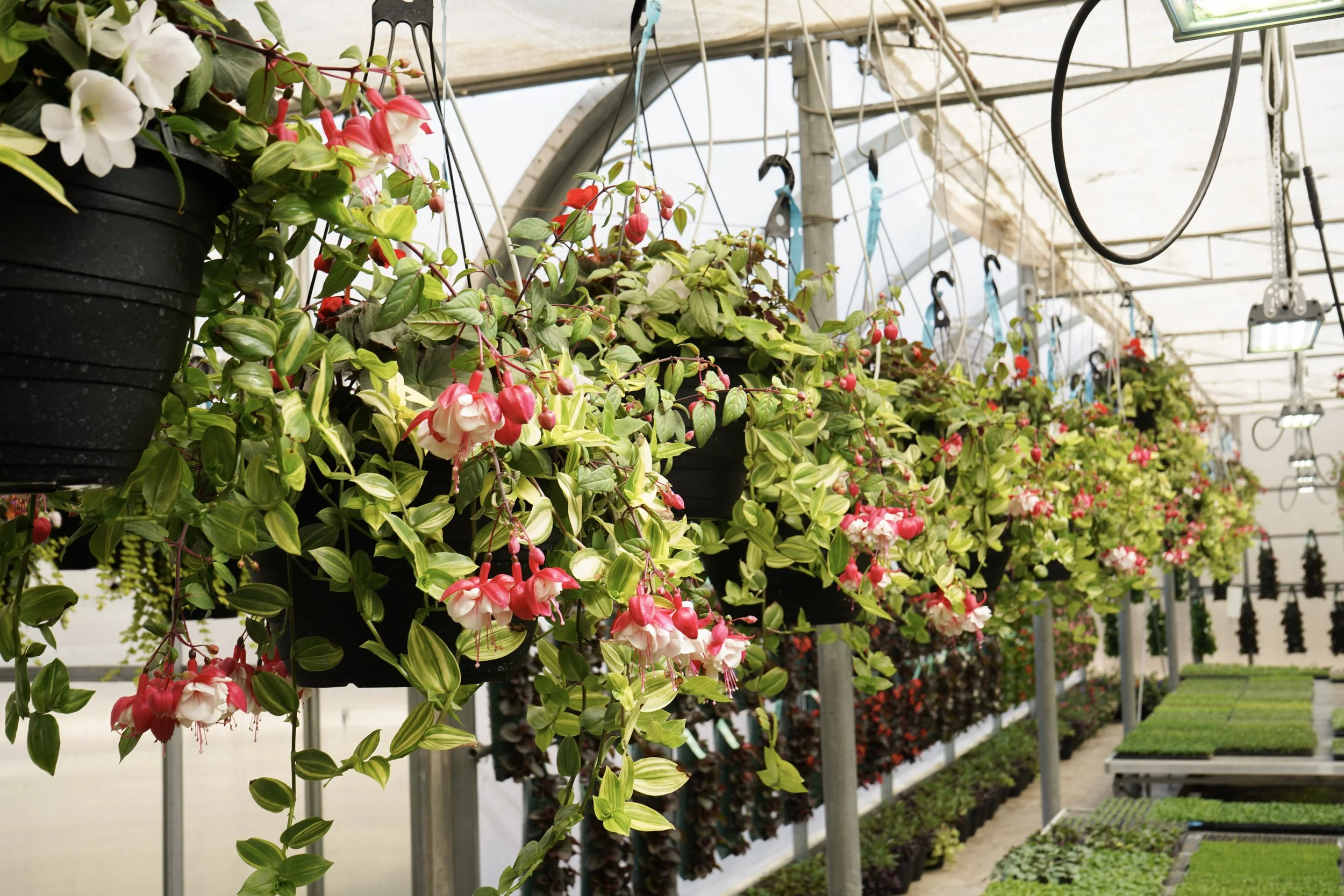 Hanging baskets flowering plants in greenhouse