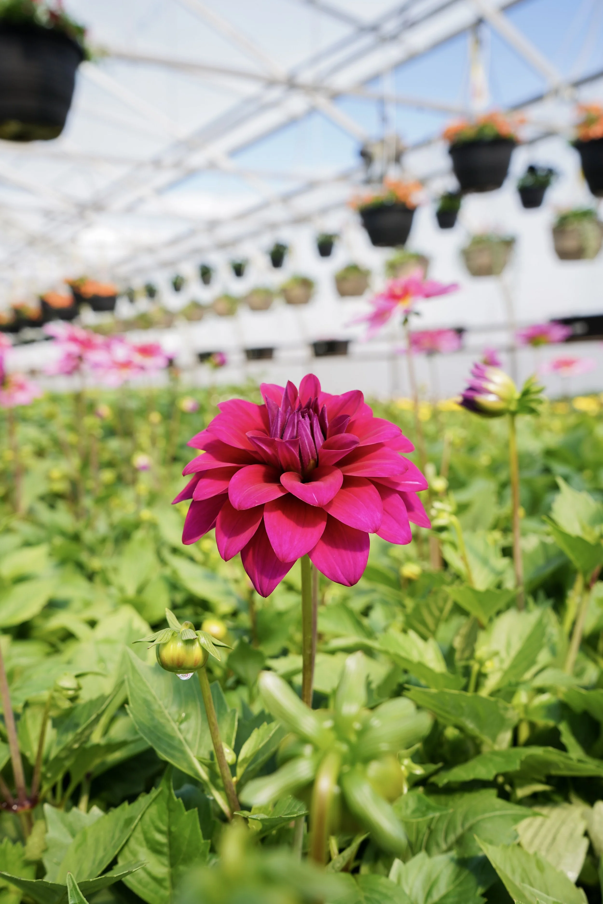 Deep pink Dahlia Venti flower in bloom inside South Cooking Lake greenhouse with hanging baskets in the background
