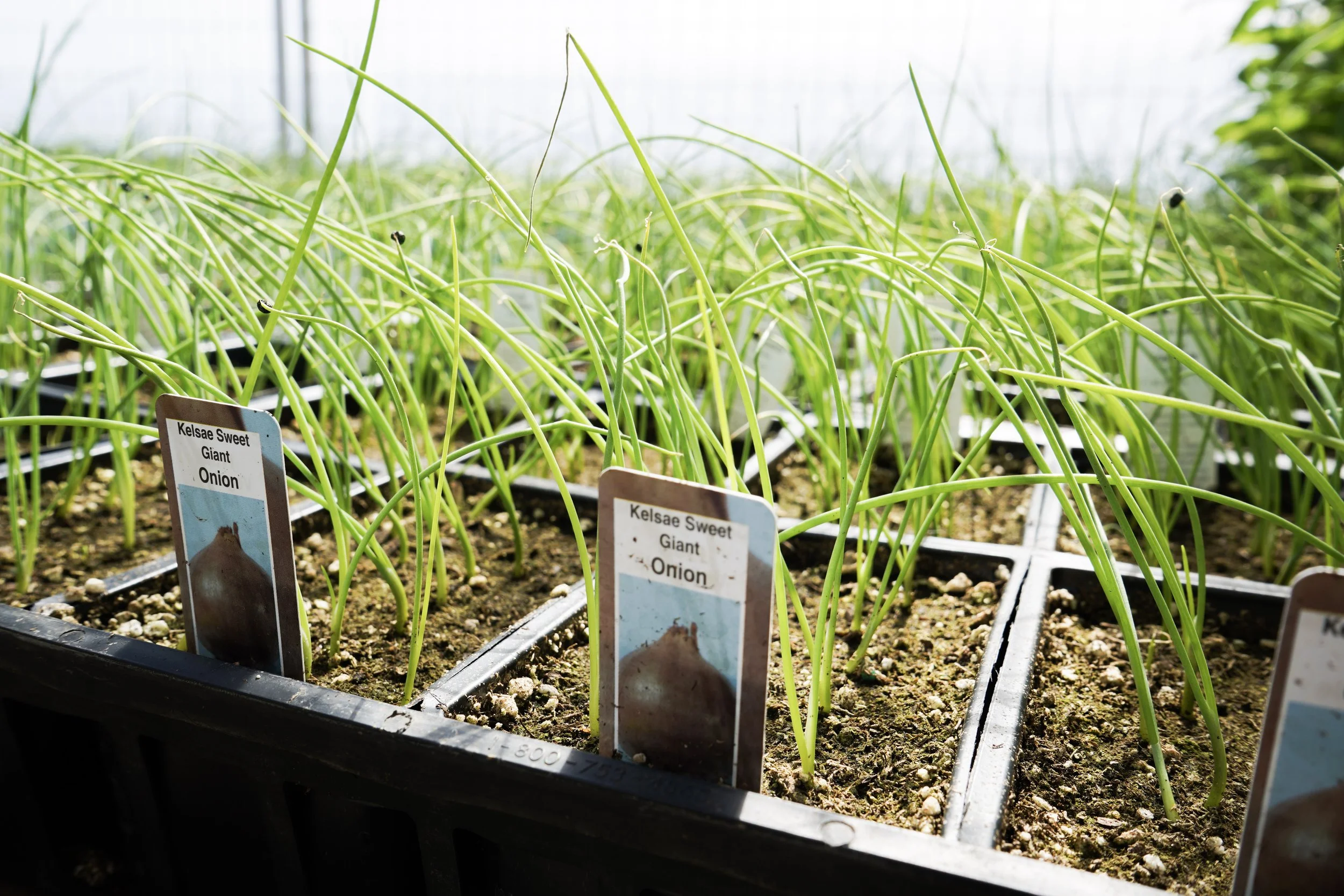 Onion seedlings growing in trays inside South Cooking Lake greenhouse