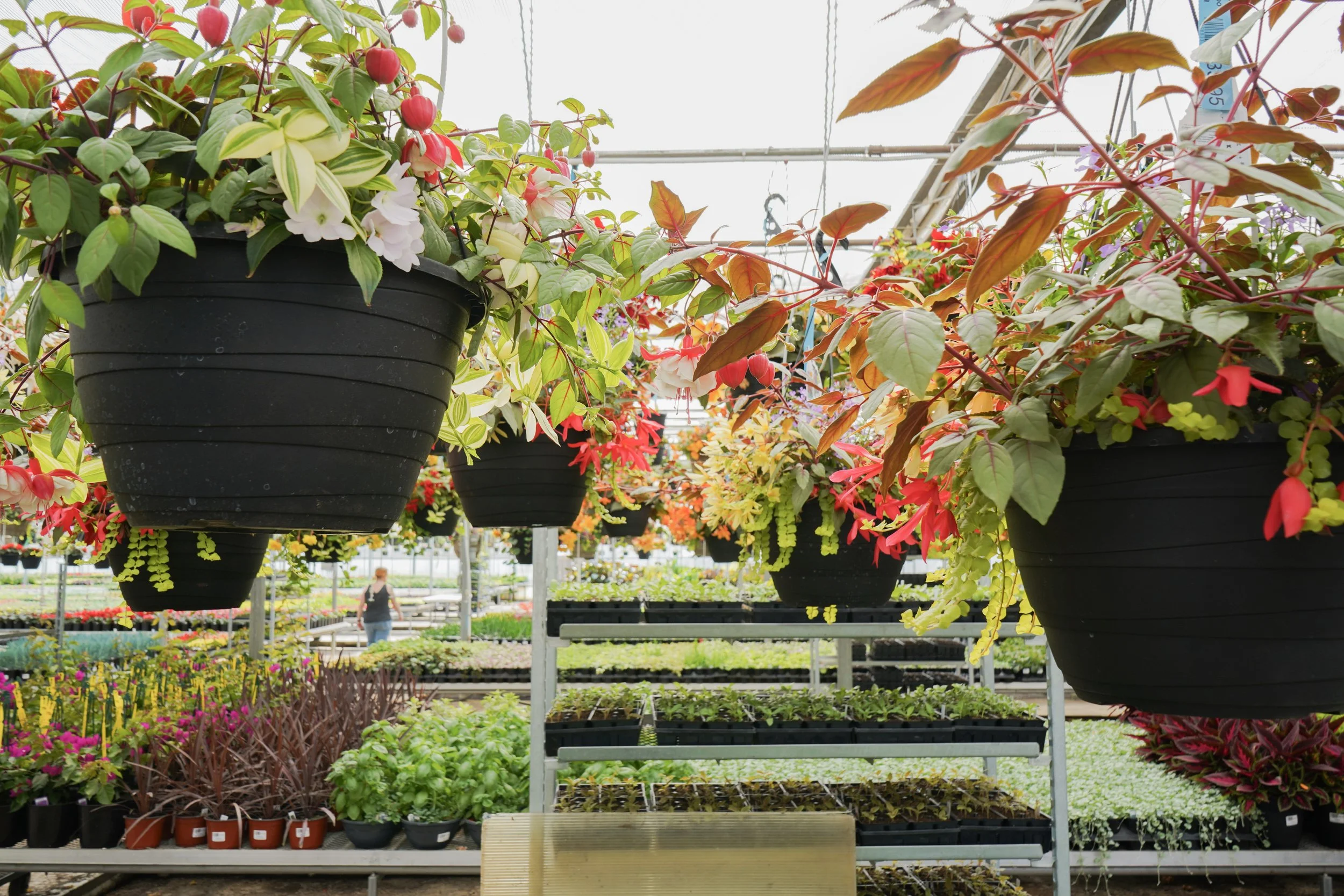 Hanging flower pots with various colorful flowers inside a greenhouse.