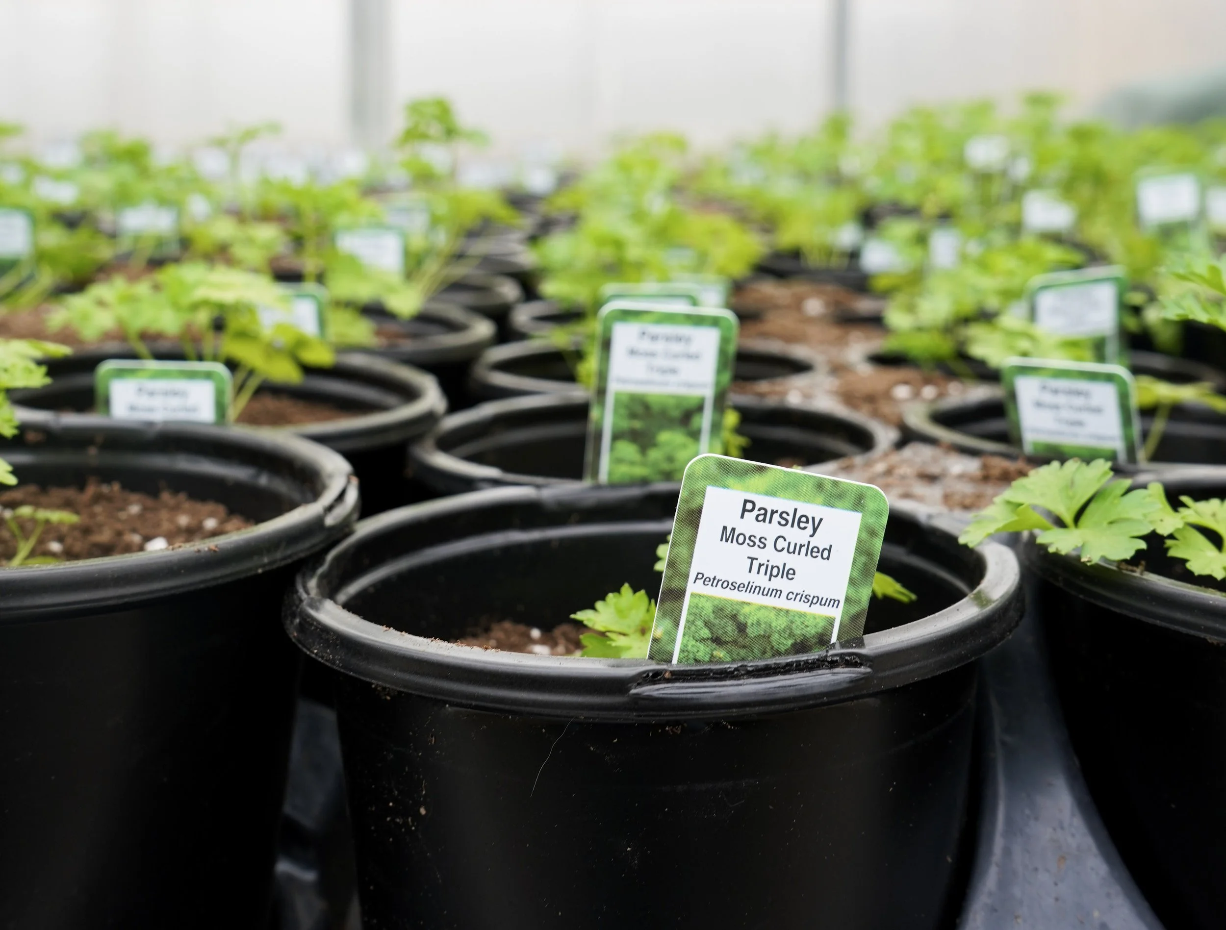 Fresh parsley plants growing in trays inside South Cooking Lake greenhouse