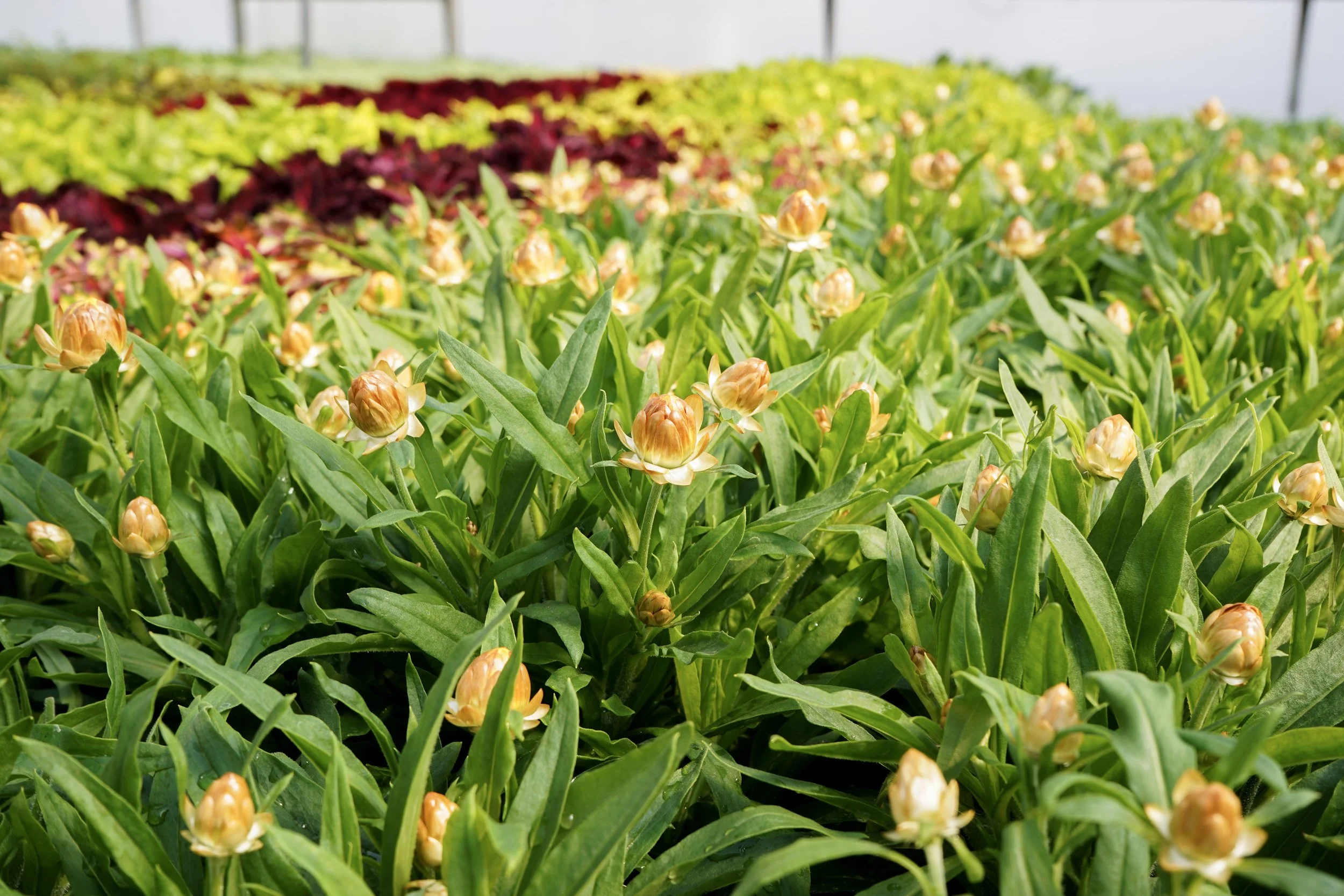Rows of perennial flowering plants growing inside South Cooking Lake greenhouse