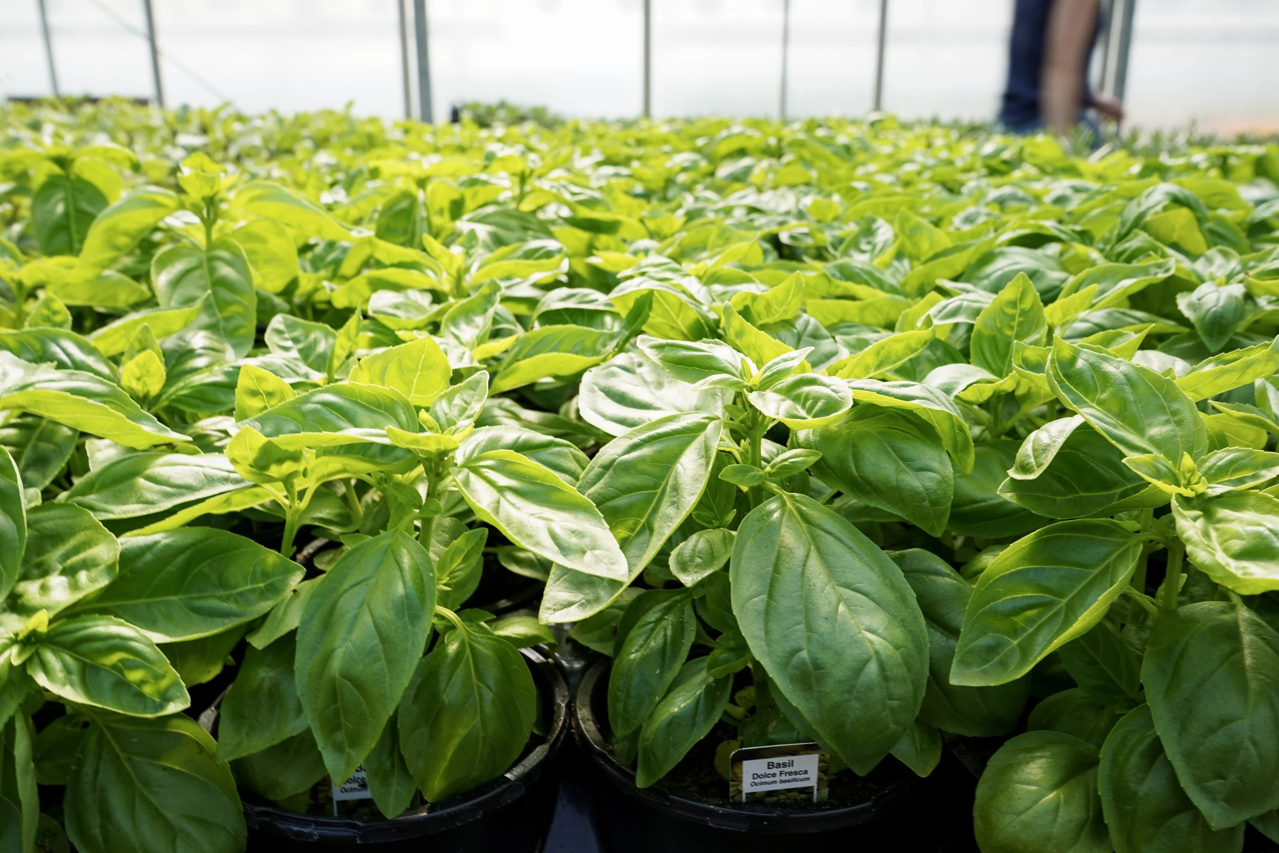 Fresh green basil plants growing in trays at South Cooking Lake greenhouse