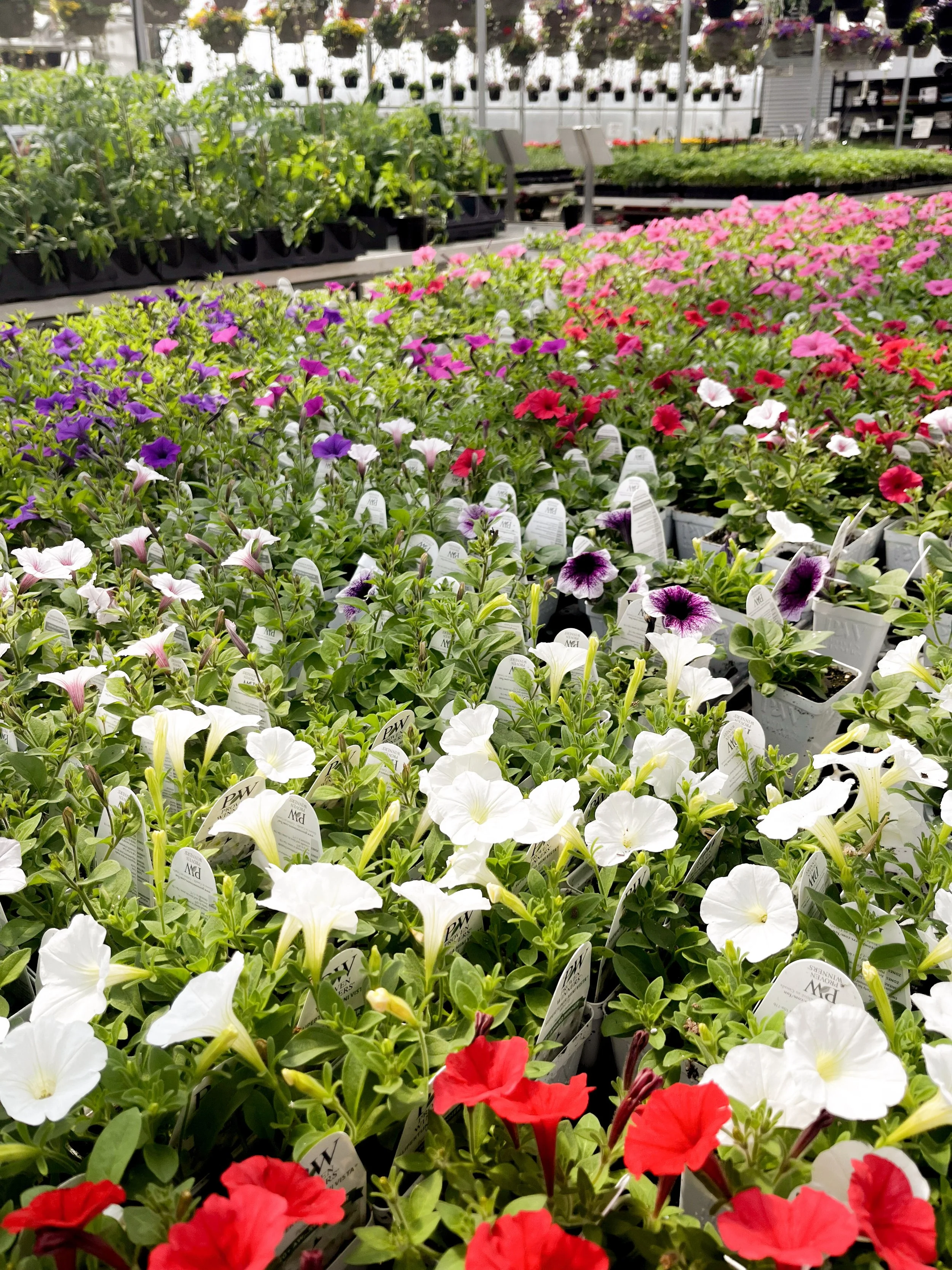 Full hanging baskets with lush flowers and greenery inside South Cooking Lake greenhouse