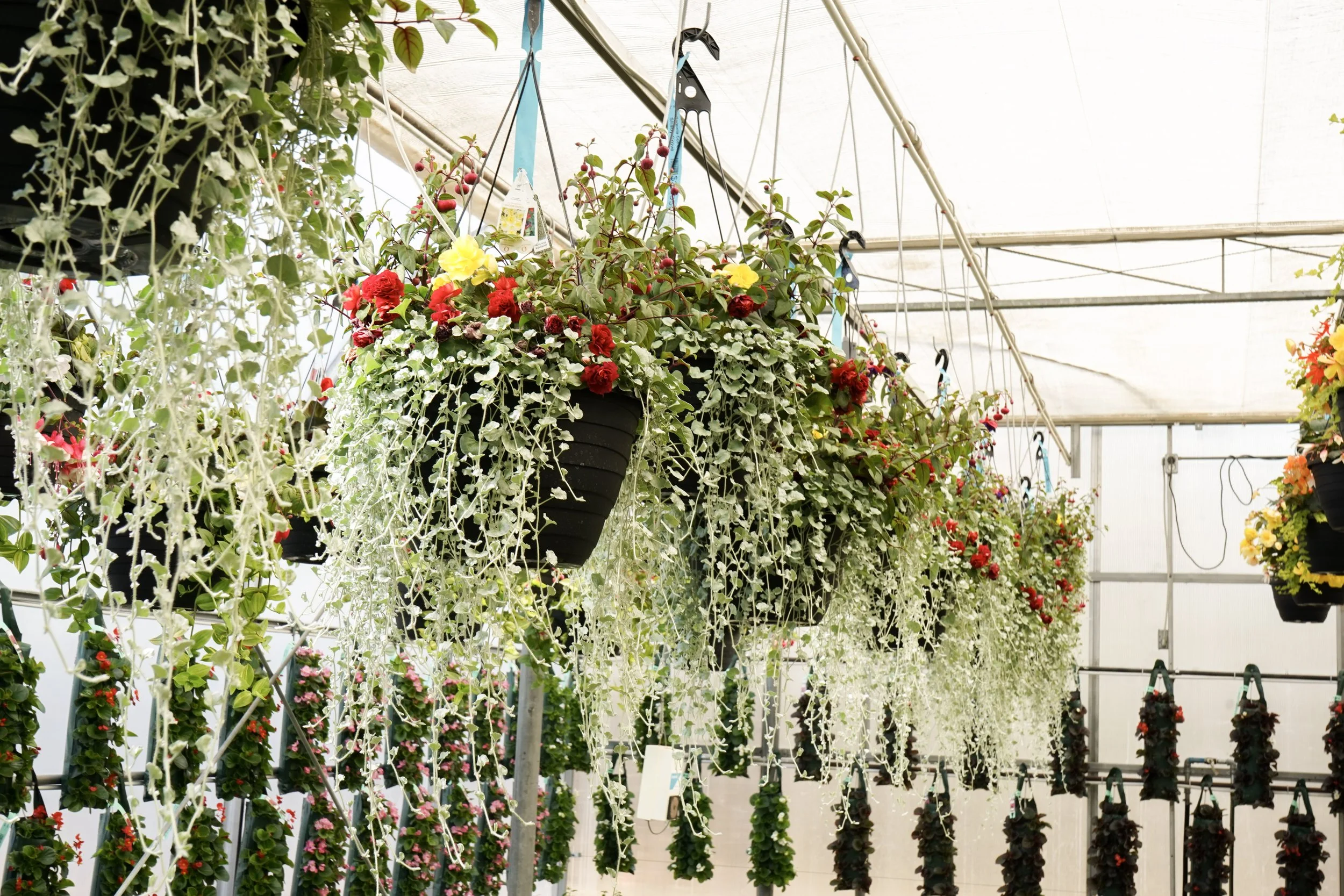 Hanging baskets of colorful flowers inside a greenhouse with a metal framework and glass roof.