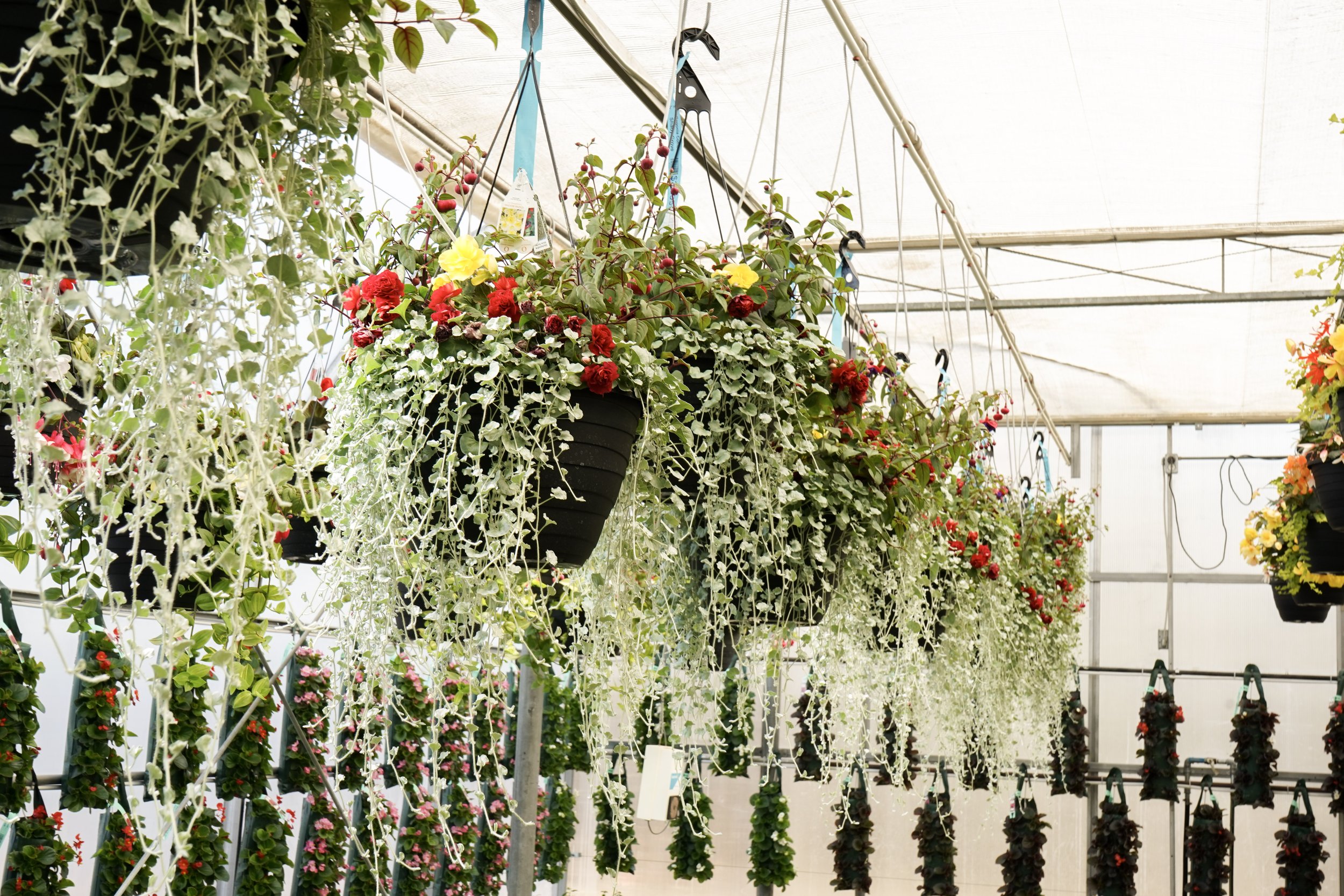 Hanging flower baskets with colorful blooms inside a greenhouse.