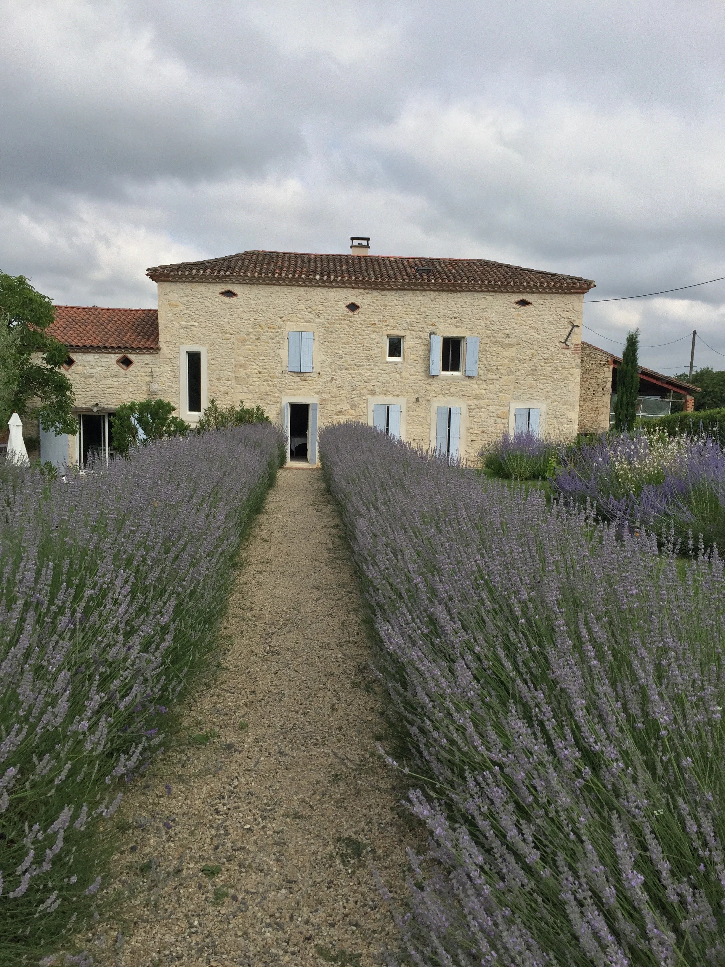 A rustic bread and breakfast in Albi, France with a stone exterior, multiple windows with blue shutters, and a tiled roof, surrounded by rows of lavender plants under a cloudy sky.