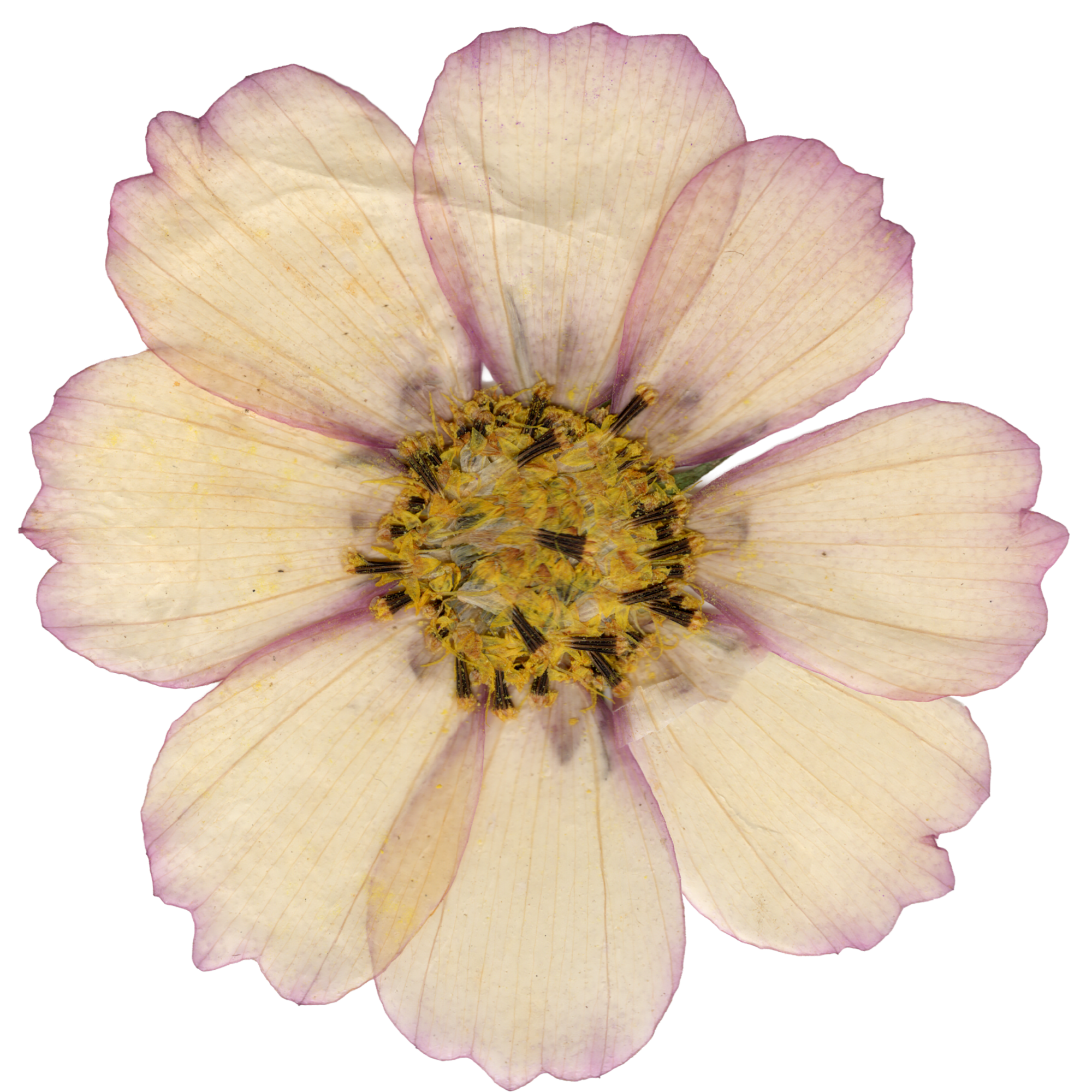 A close-up of a light pink flower with dark purple stamens and a yellow center.
