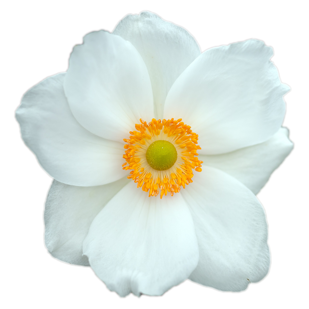 Close-up of a white flower with a yellow-green center and orange stamens, isolated on a black background.