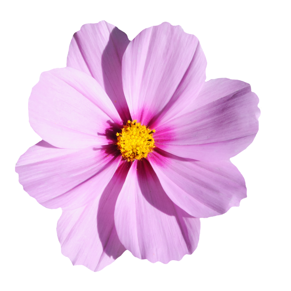 Close-up of a pink flower with a yellow center.