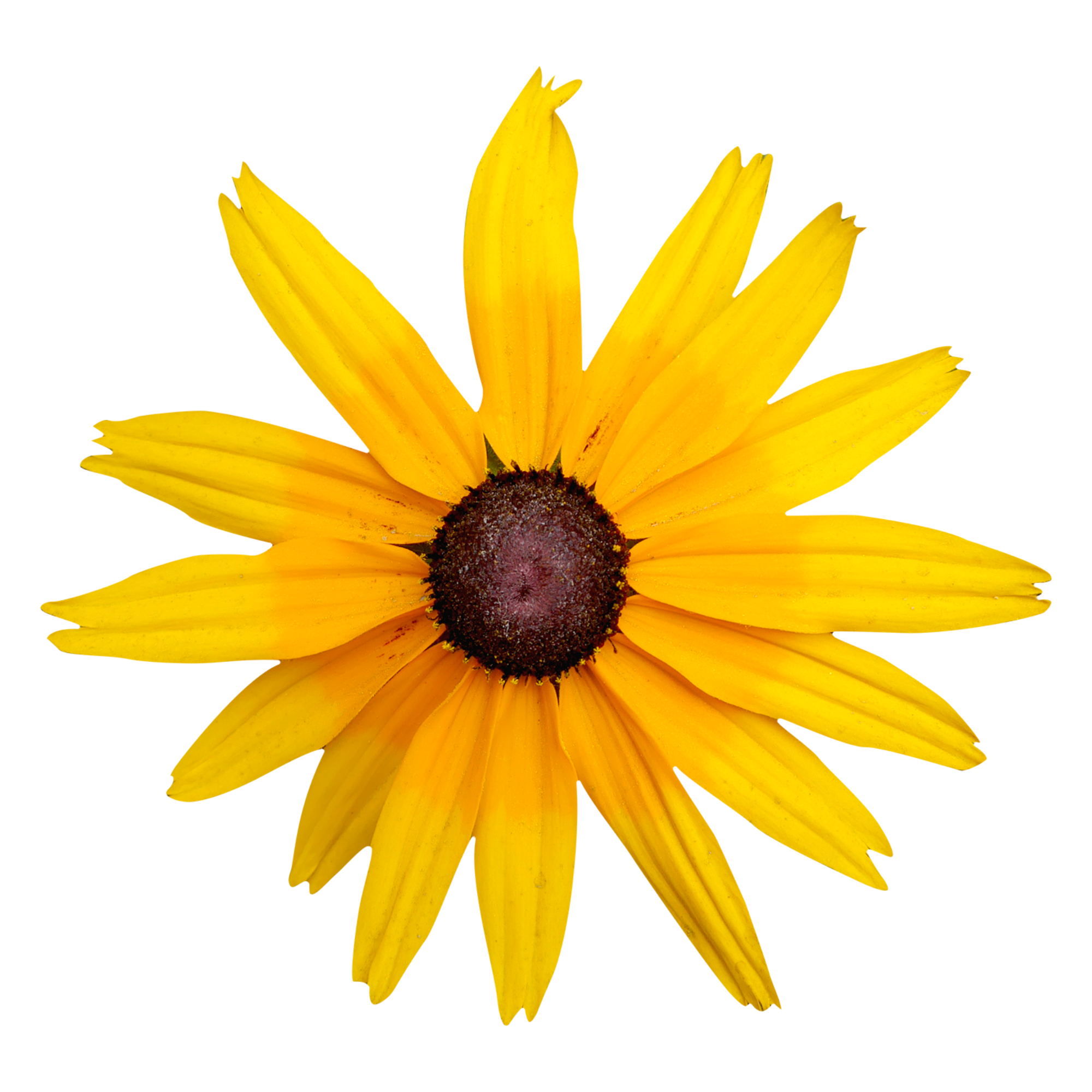 Yellow flower with a dark brown center, resembling a Black-eyed Susan.