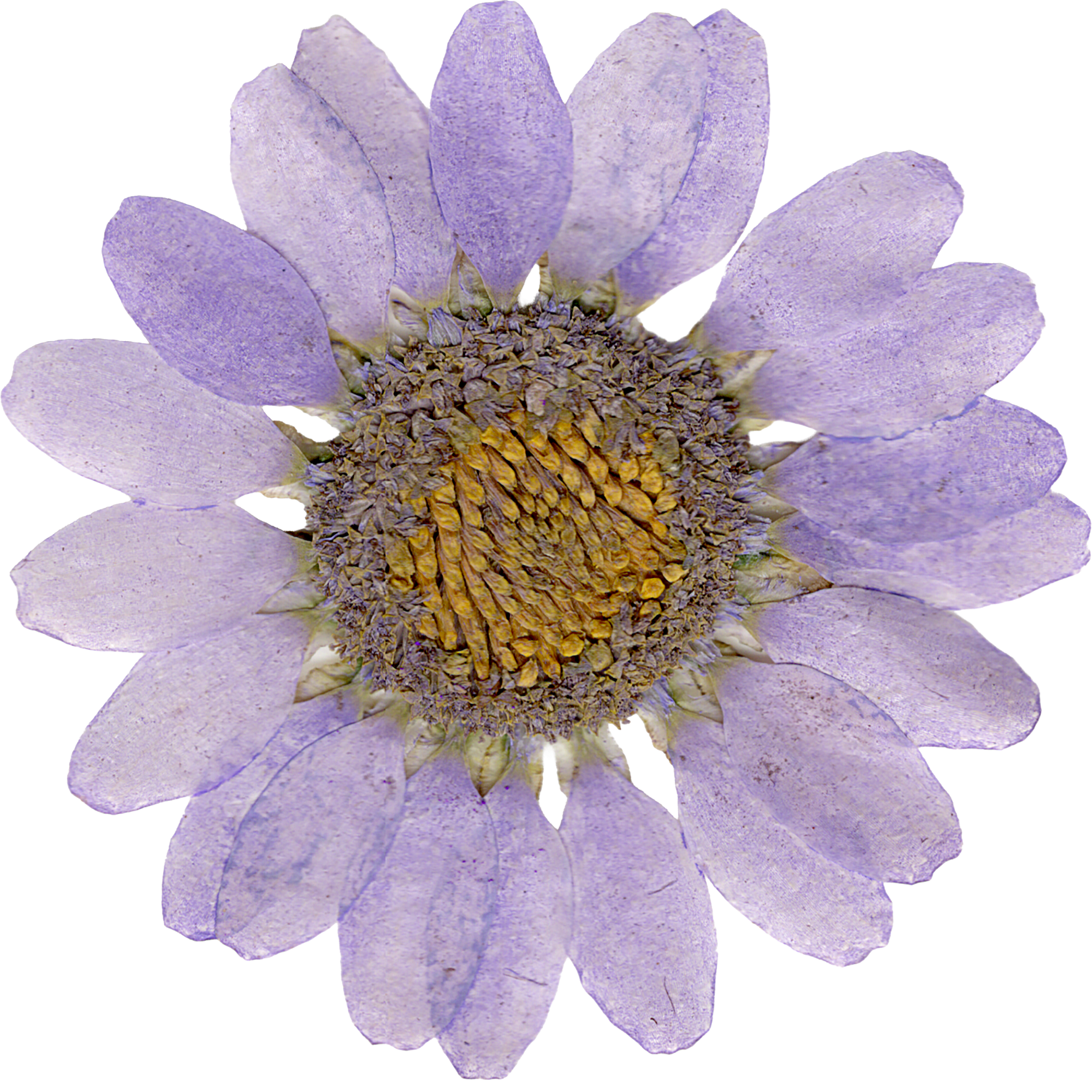 A close-up image of a purple flower with multiple petals and a yellow-brown center.