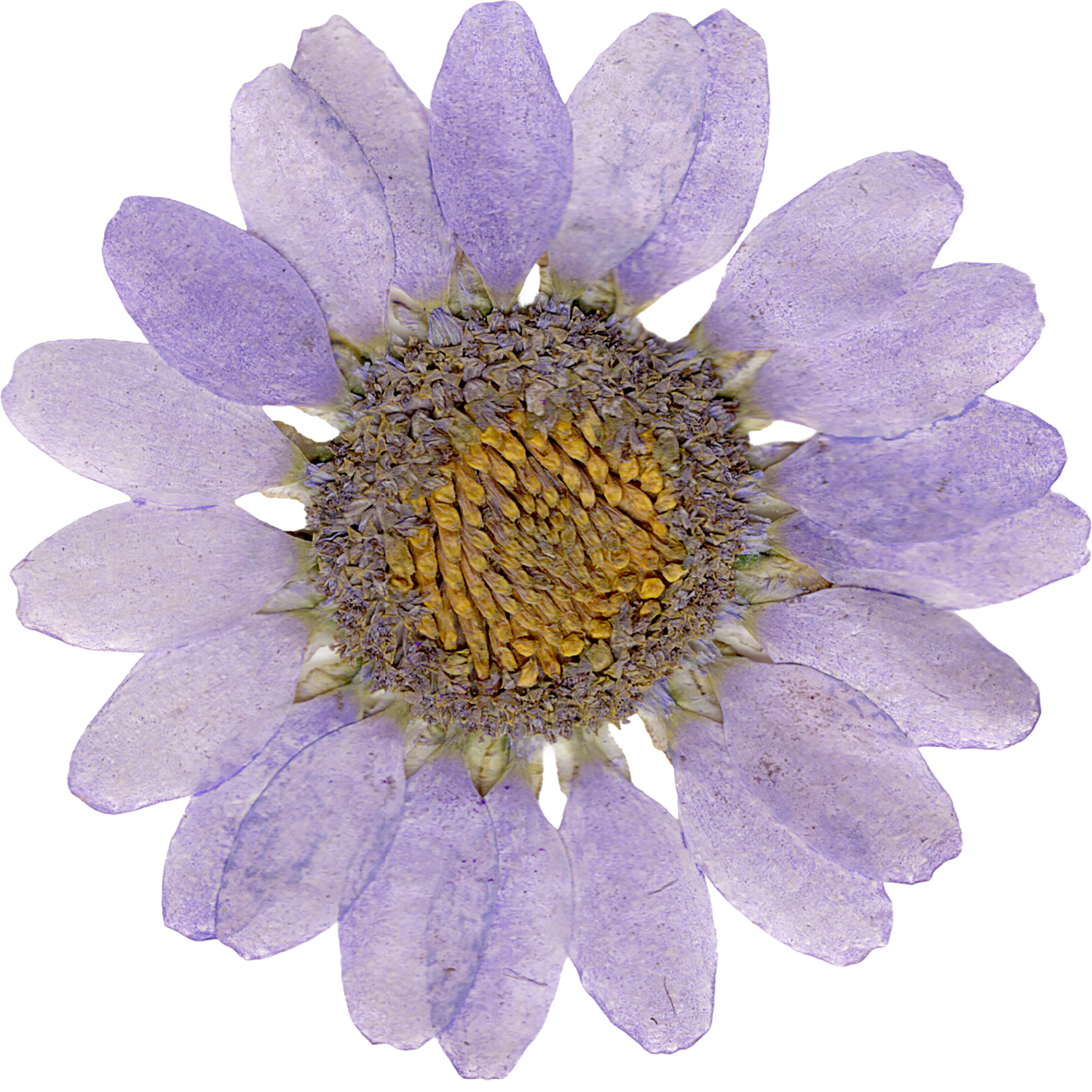 Lynne's Celebration of Life