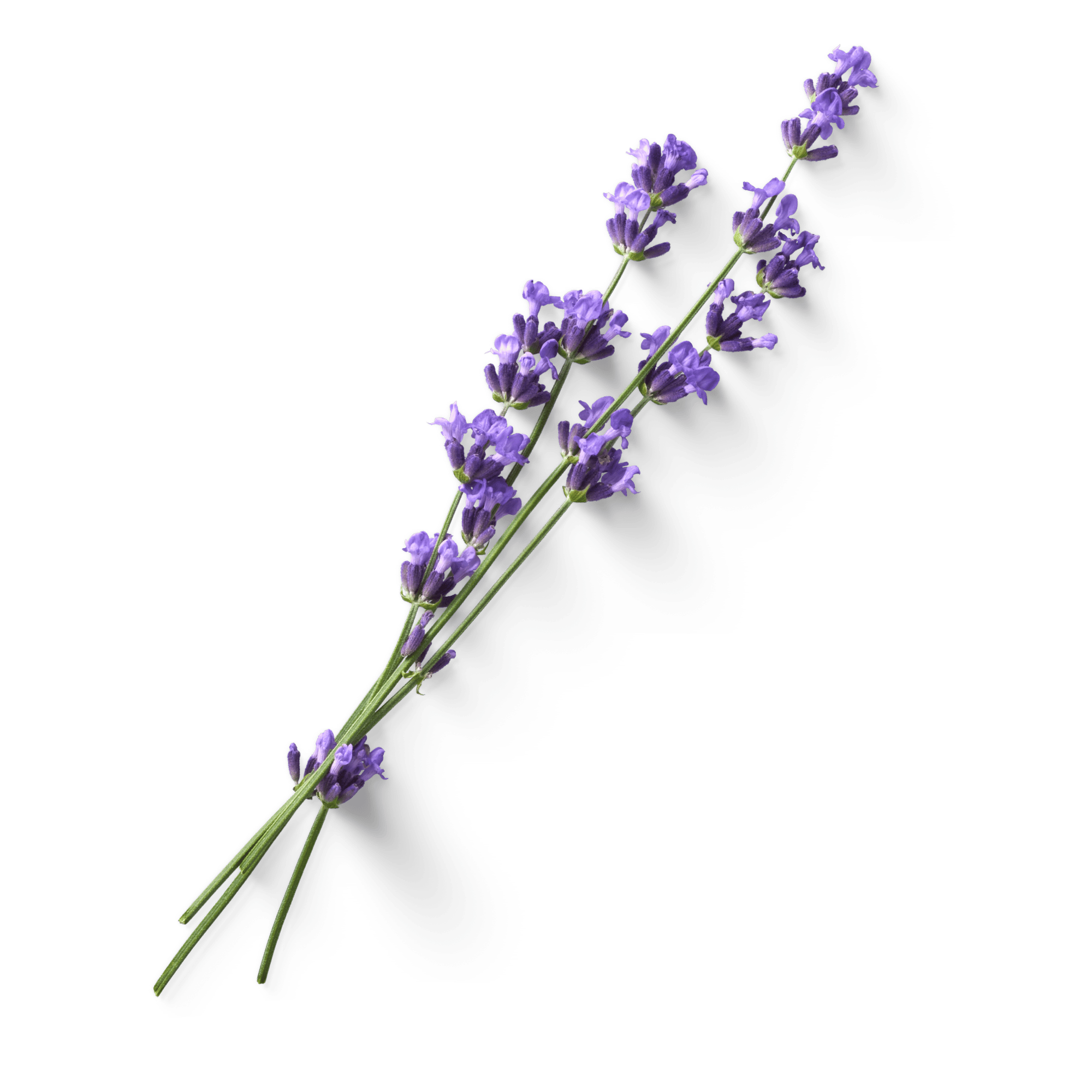 A bunch of lavender flowers with purple blossoms and green stems on a black background.