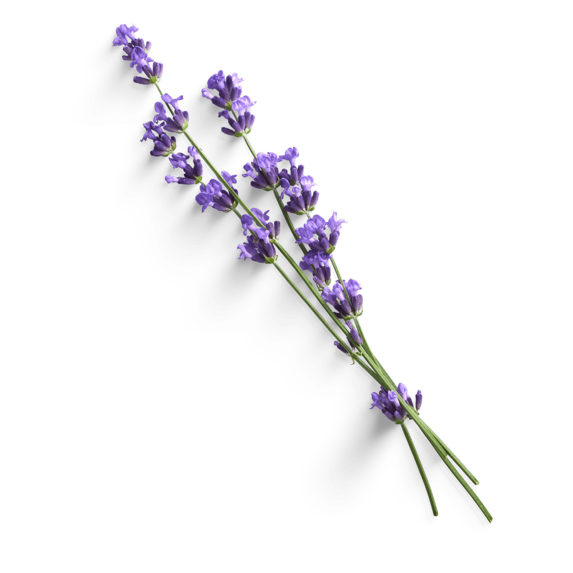 Purple lavender flower with green stems on a black background.