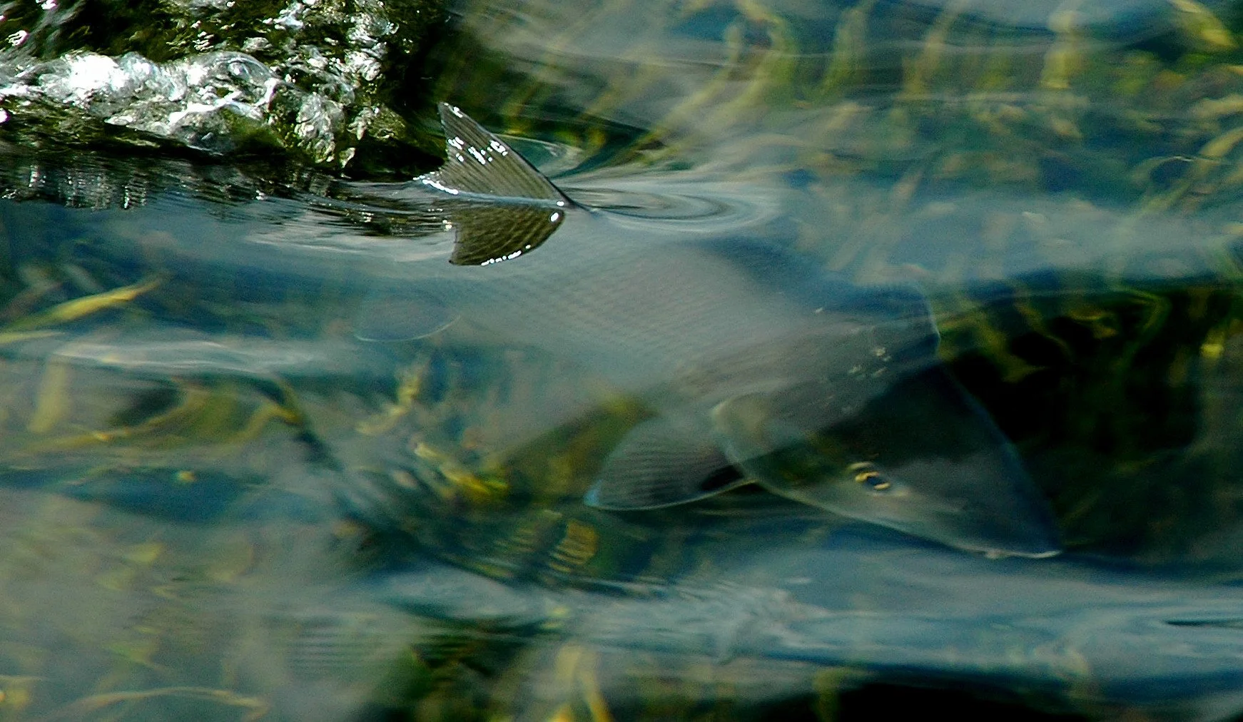 DSC_0351.JPG