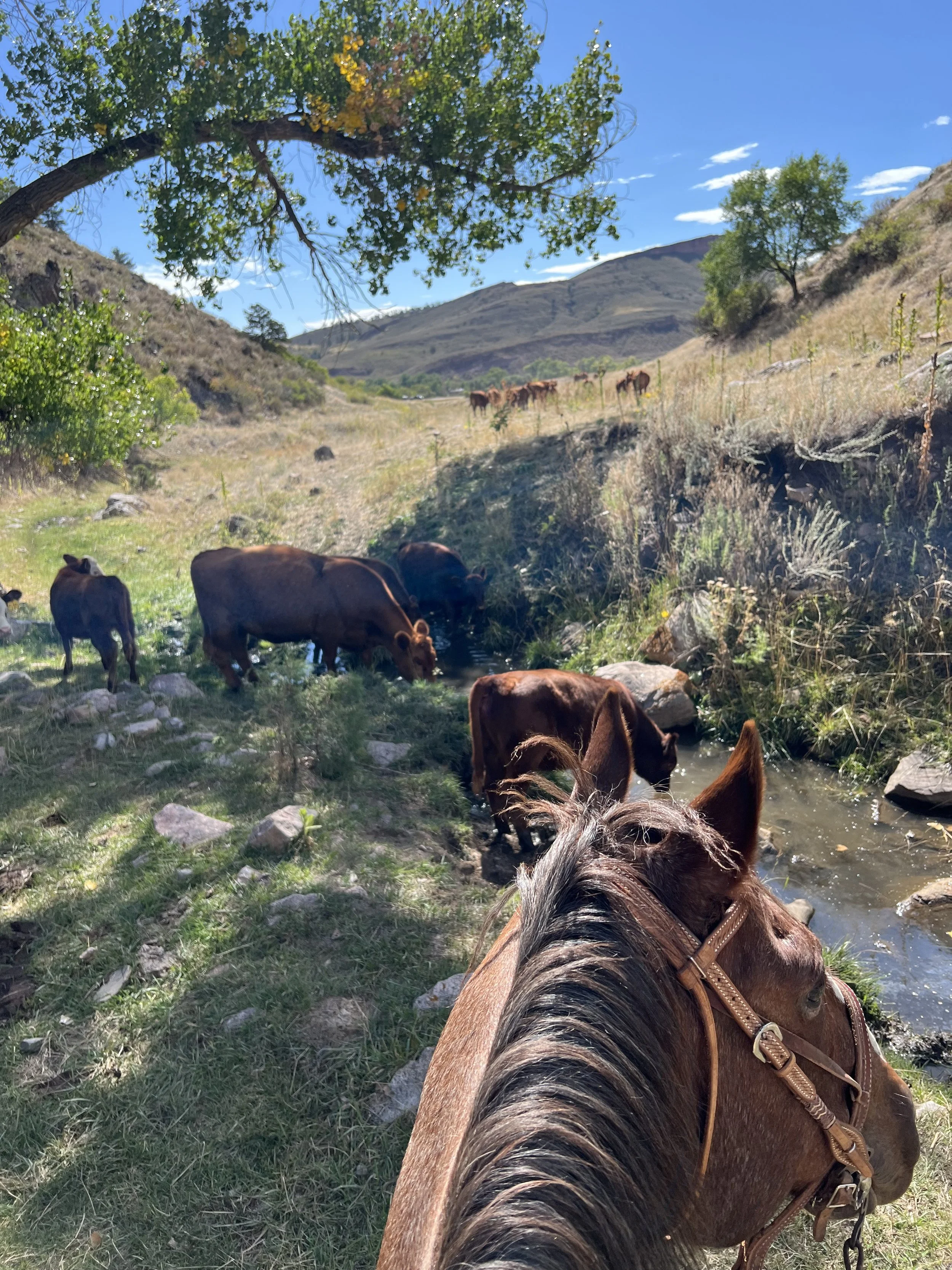 View from a horse showing a creek with grazing cows, trees, and rolling hills under a bright blue sky.