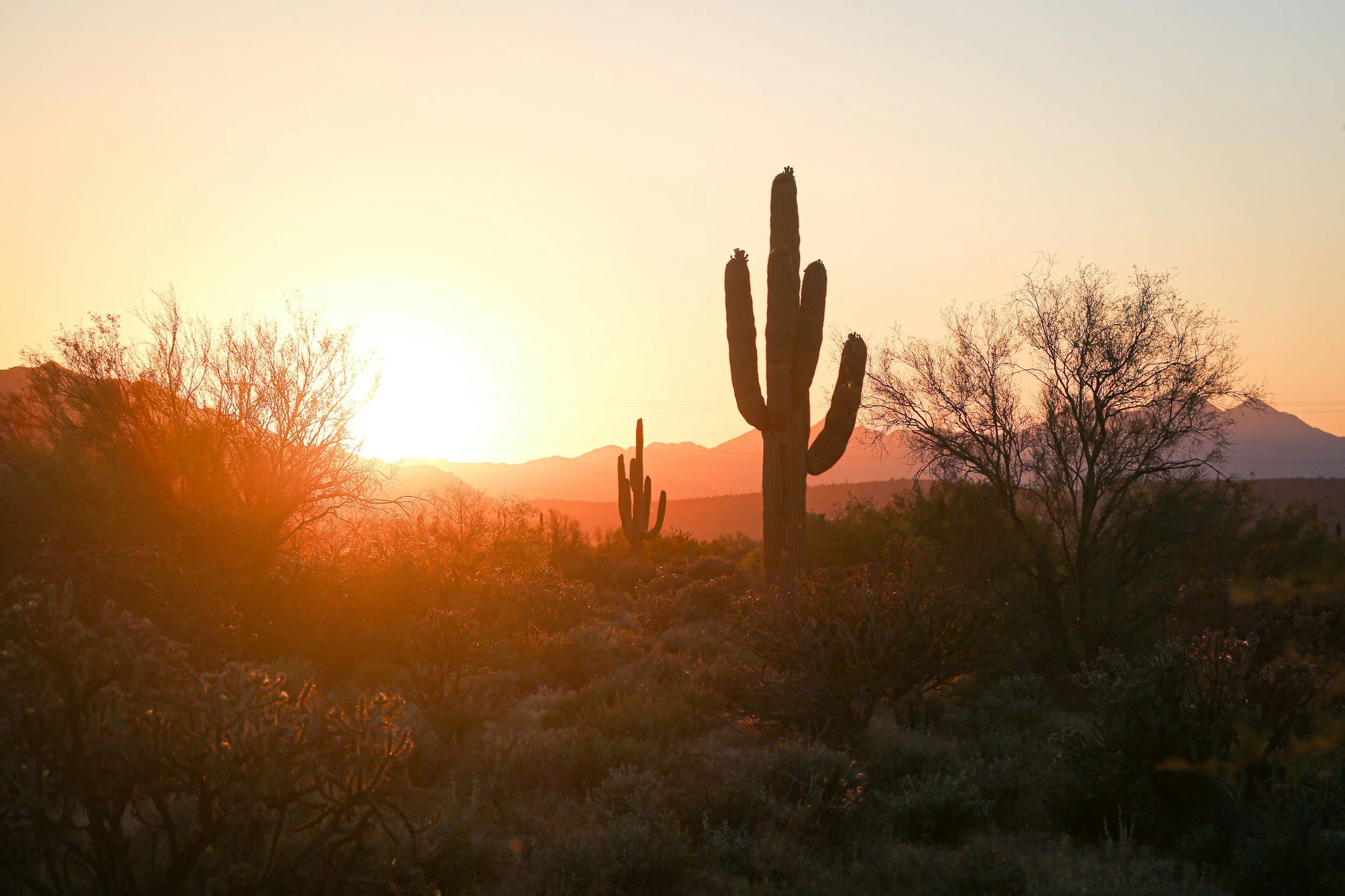 Desert landscape at sunset with a tall saguaro cactus and sparse desert trees, mountains in the background.