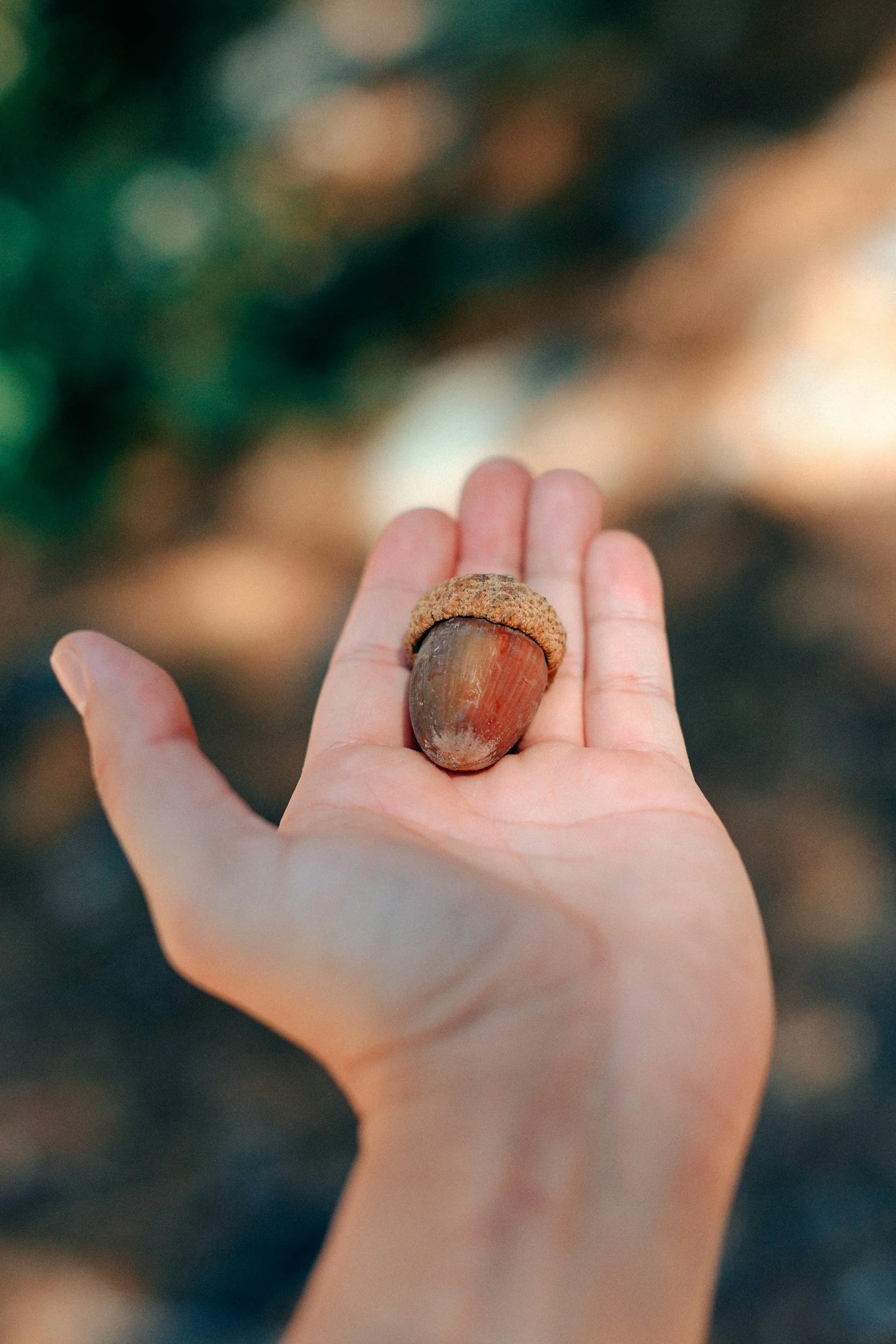 A hand holds an acorn with a blurry background in a natural setting.