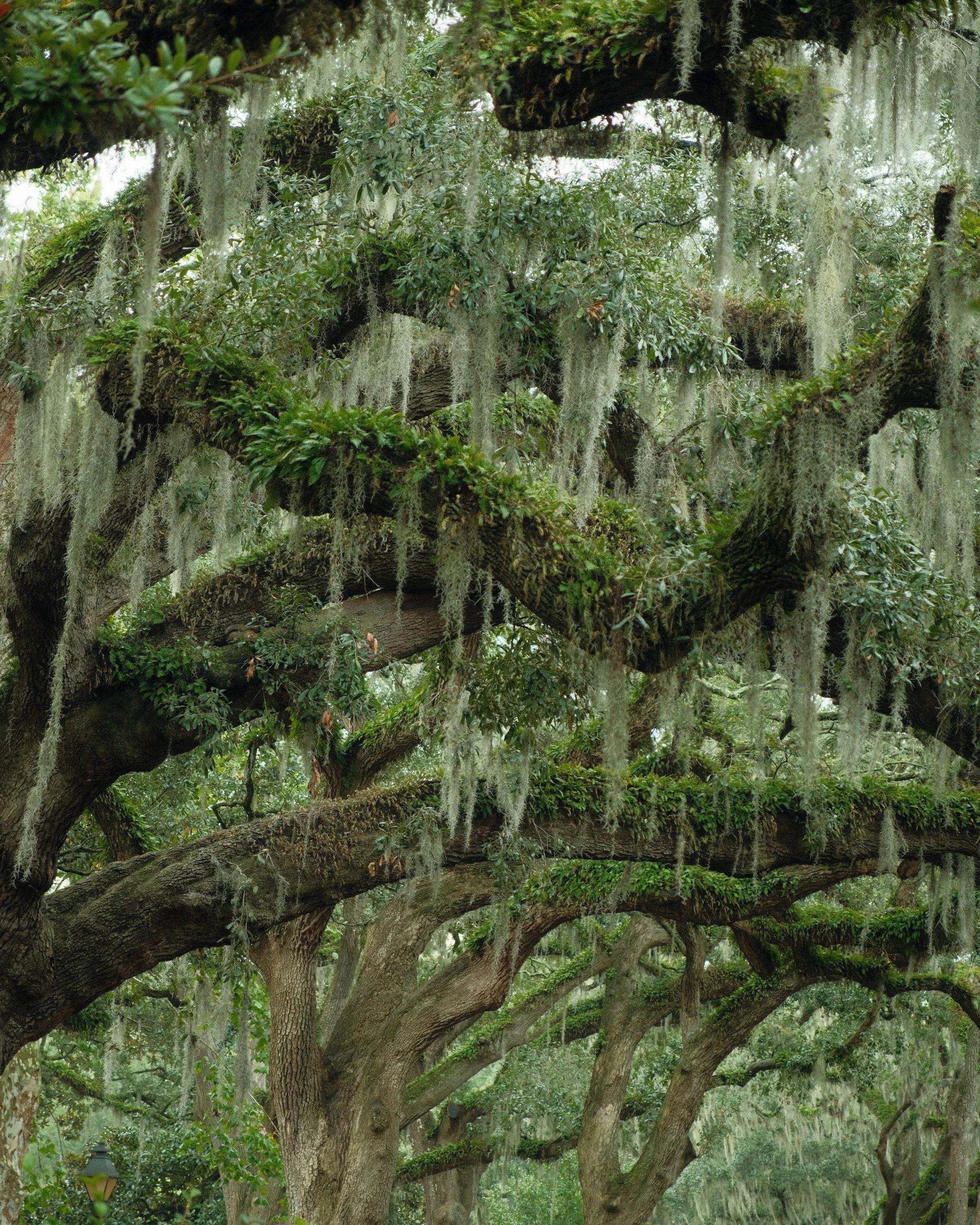 Live Oak tree branches are covered in Spanish moss and ferns.