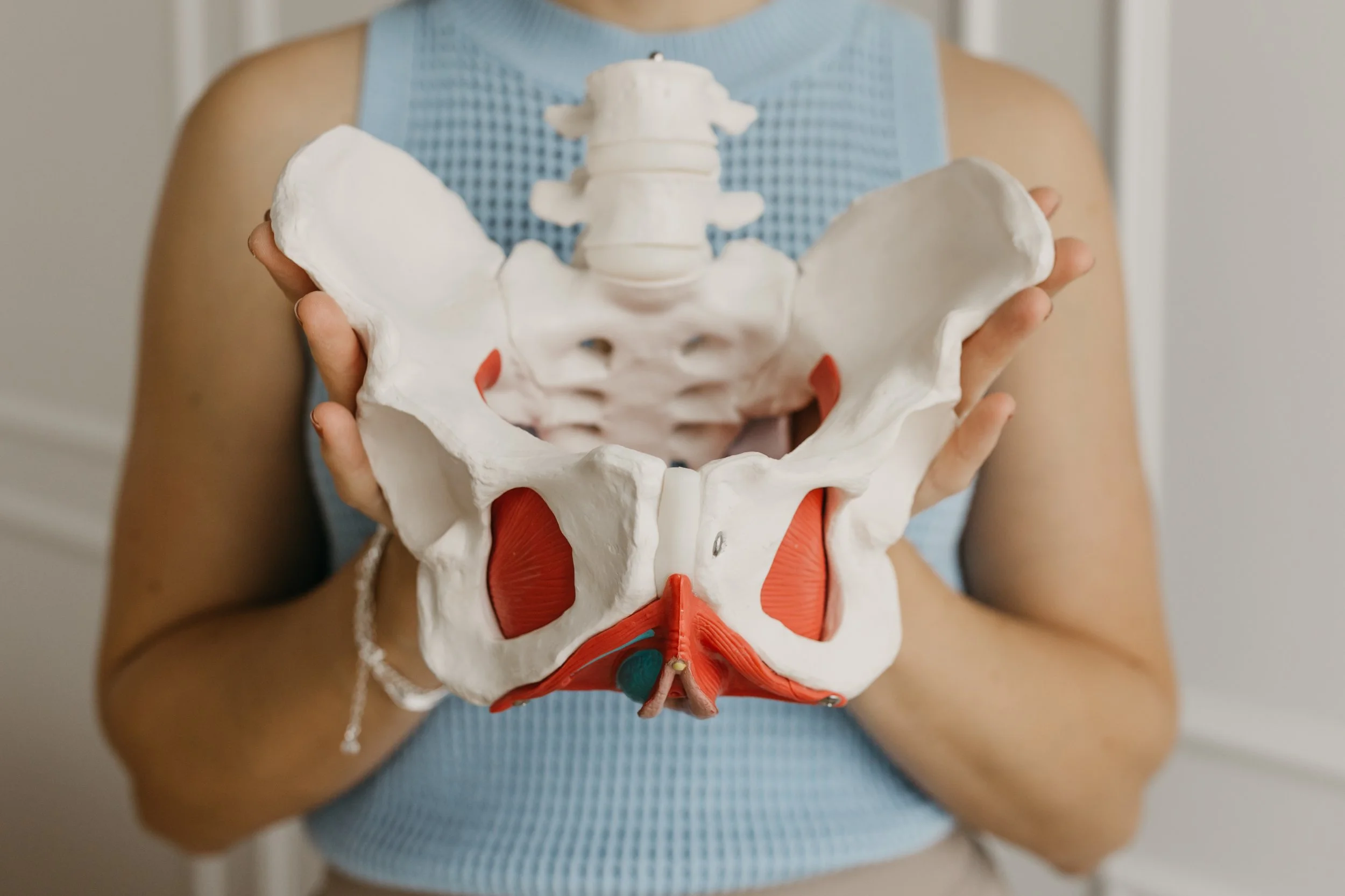 Person holding a life-size anatomical model of a human pelvis and lower spine.
