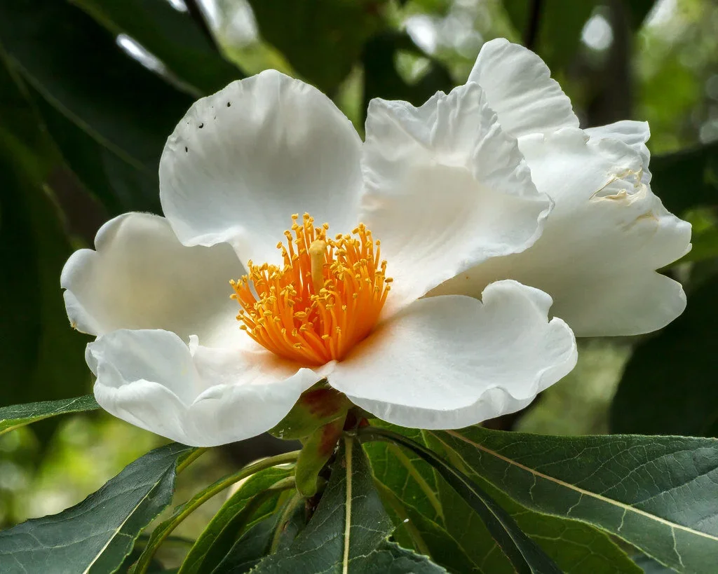 Franklin Tree bloom which can be found in Arnold Arboretum. This tree is a testament to preservation of legacy.