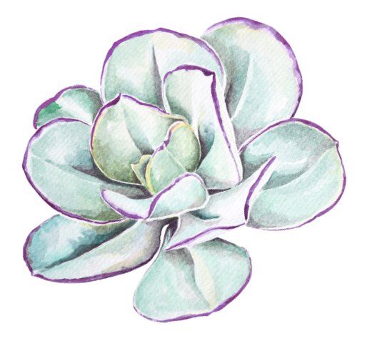 Watercolor painting of a succulent plant with thick, pale green leaves with purple outlines.