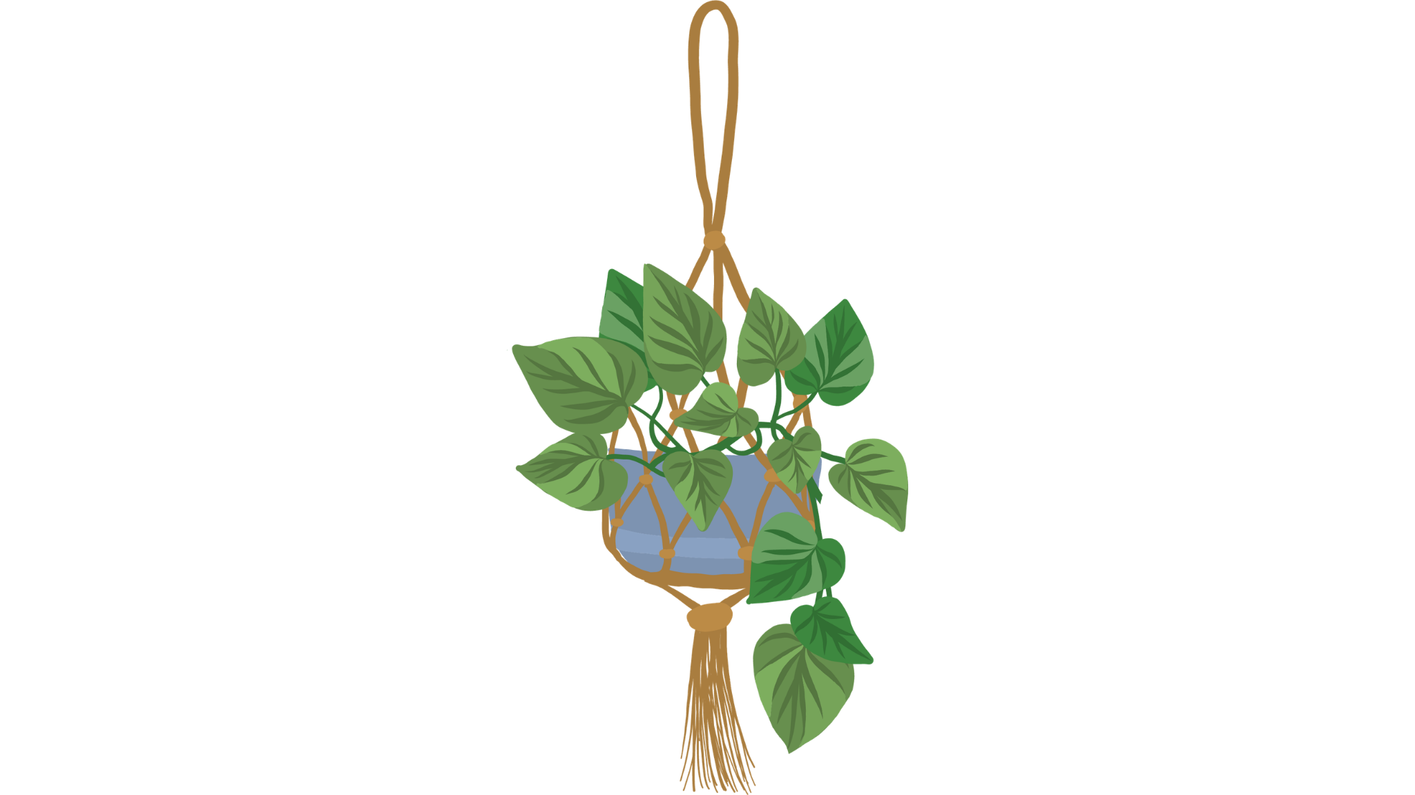 A potted creeping fig plant with green leaves is attached to a brown wooden trellis or support, placed in a blue pot.