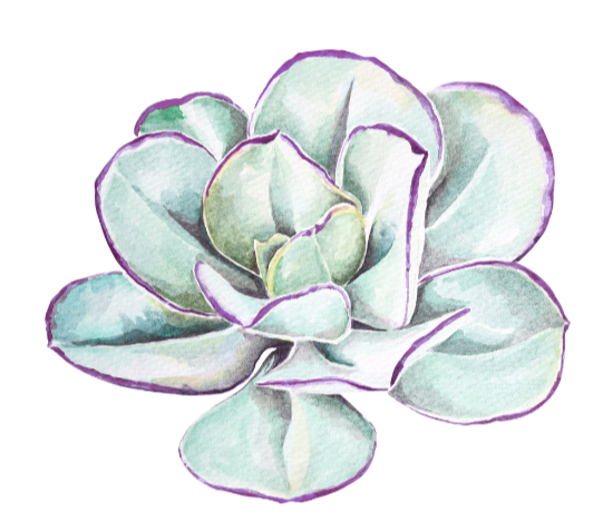 Watercolor illustration of a green succulent plant with thick, fleshy leaves.