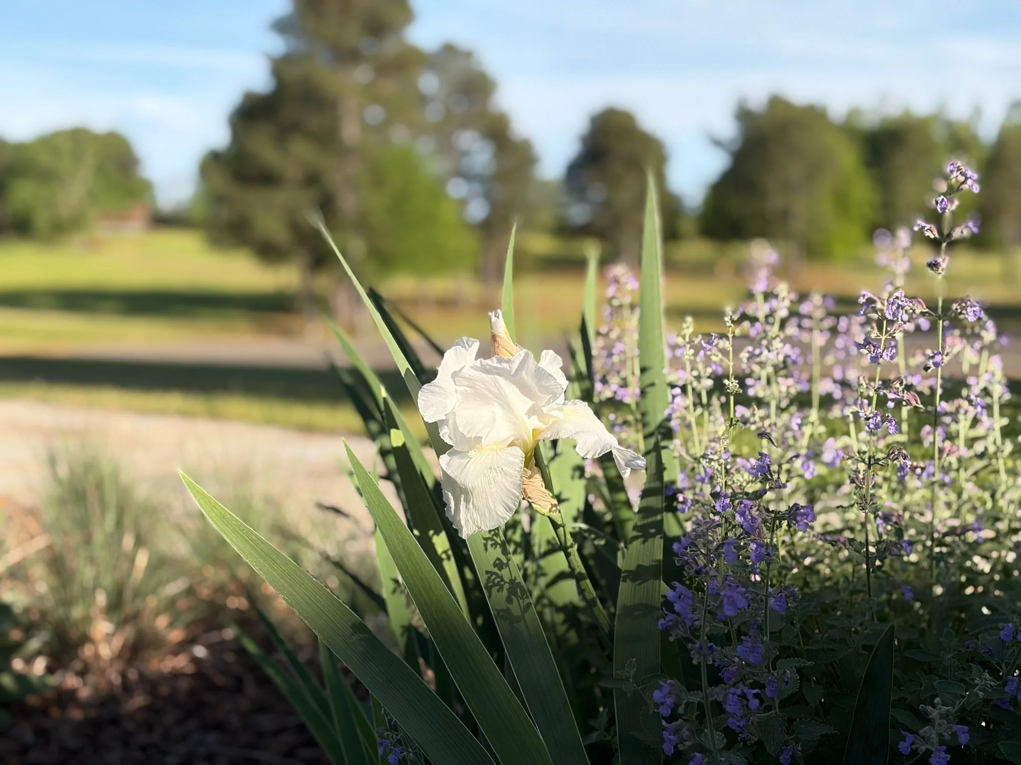RuffwoodCountryClub_Colors_WhiteBeardedIrisLavenderCatmintGreenField.jpg