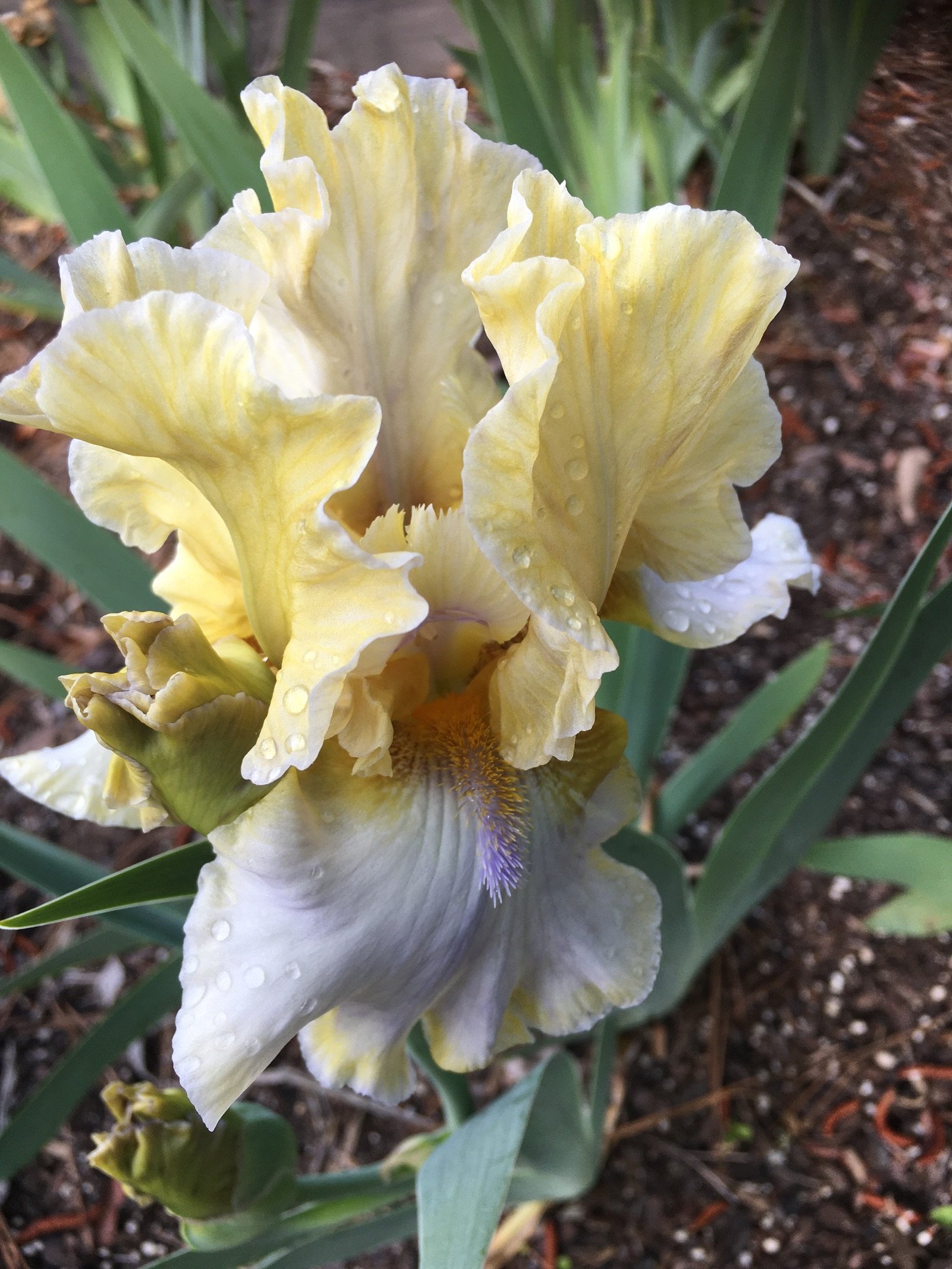 RuffwoodCountryClub_Colors_YellowBeardedIrisFlower.jpeg