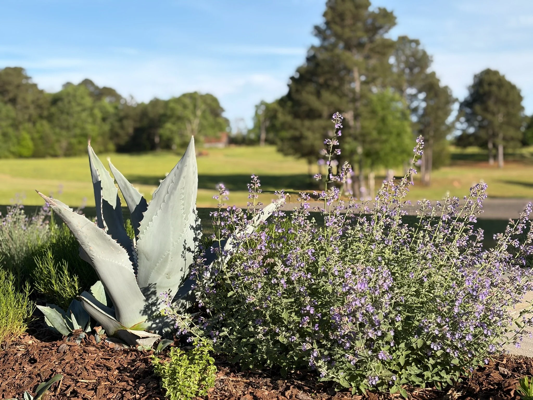 RuffwoodCountryClub_Colors_DustyGreenAgavePurpleCatmintLandscaping.jpg