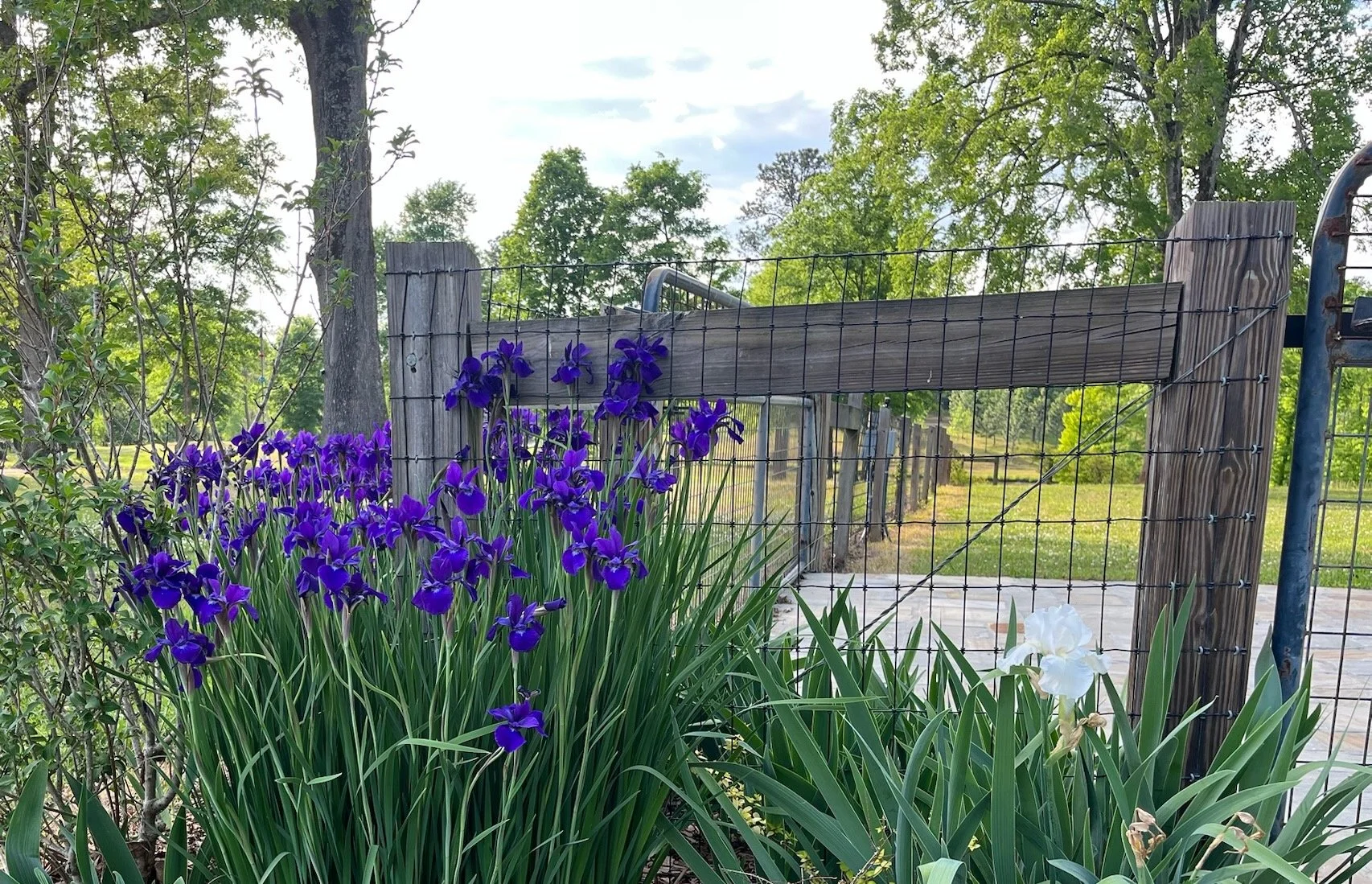 RuffwoodCountryClub_Colors_DeepPurpleIris.jpeg