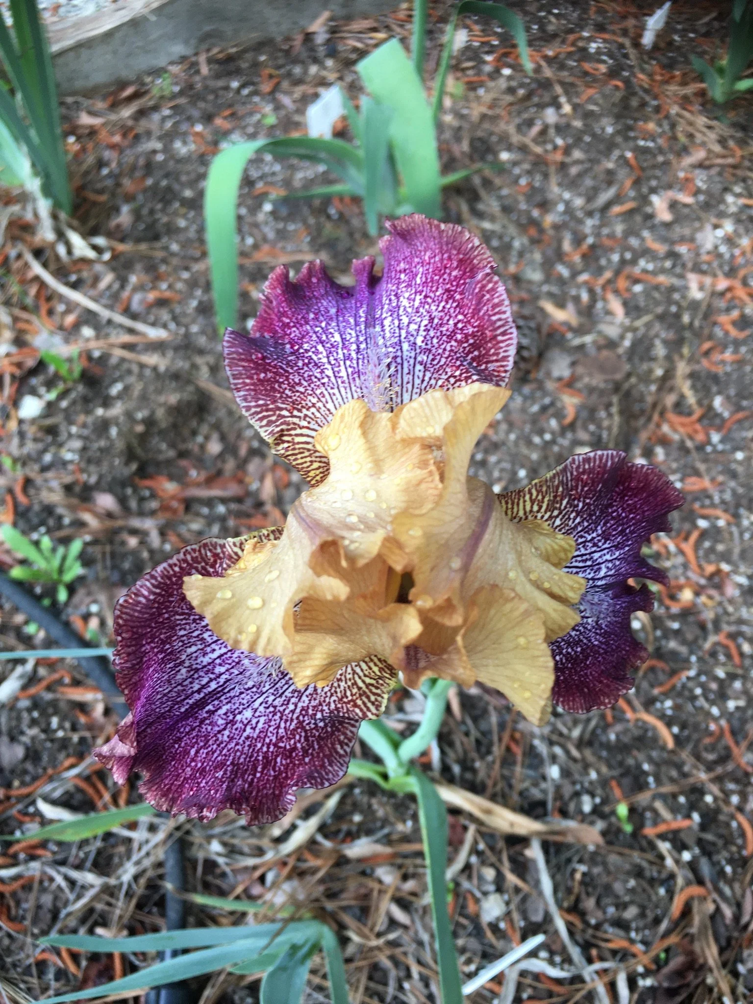 RuffwoodCountryClub_Colors_PurpleYellowMultiBeardedIrisFlower.jpeg