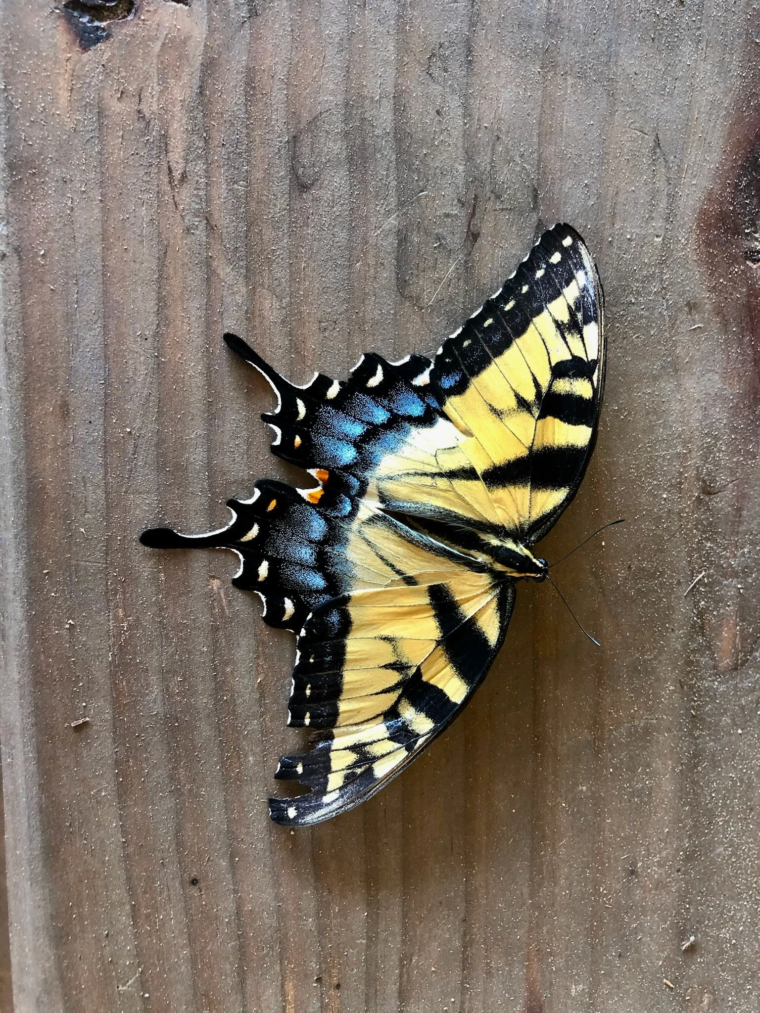 RuffwoodCountryClub_Colors_YellowButterfly.jpeg