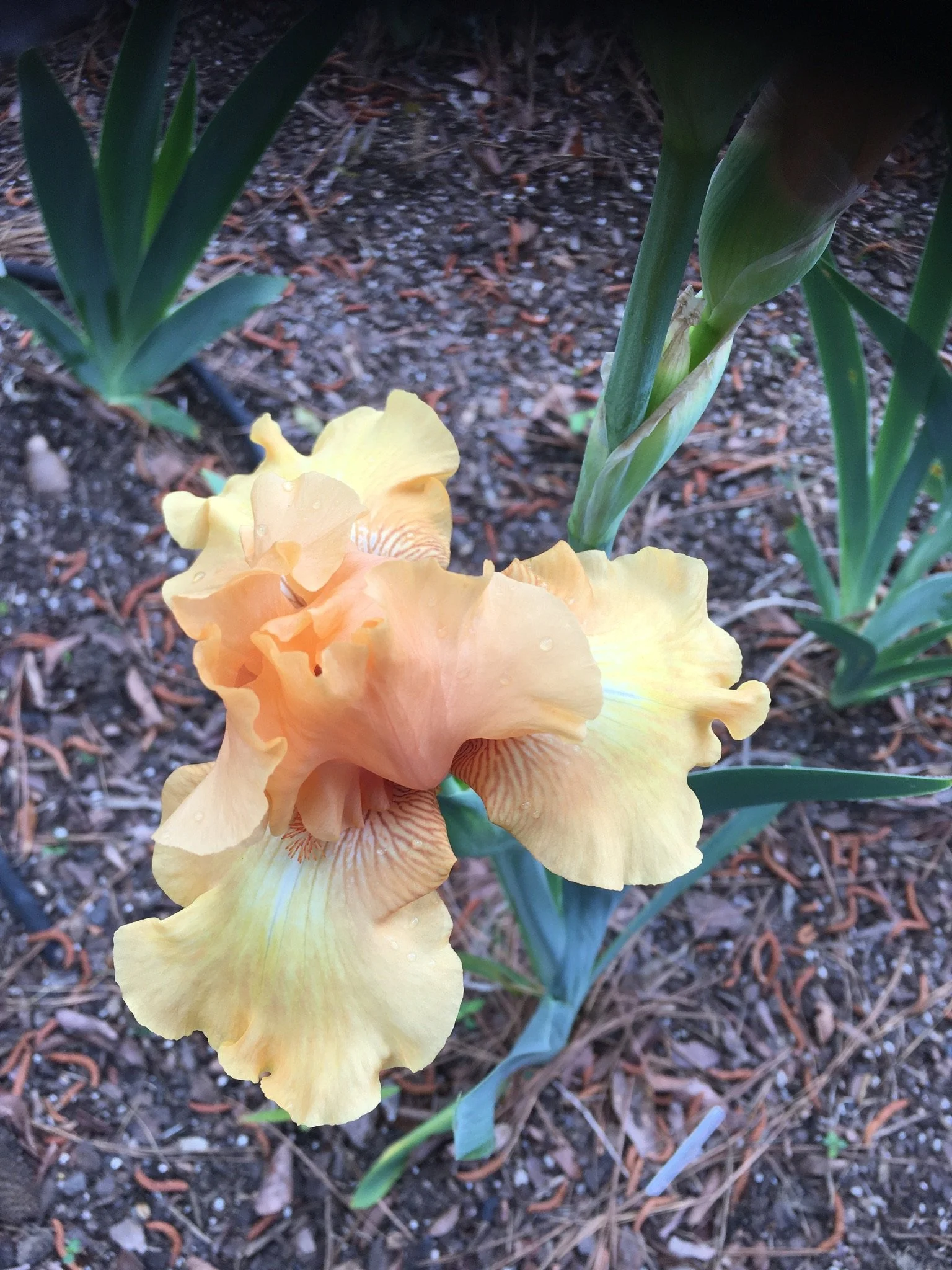 RuffwoodCountryClub_Colors_PeachBeardedIrisFlower.jpeg