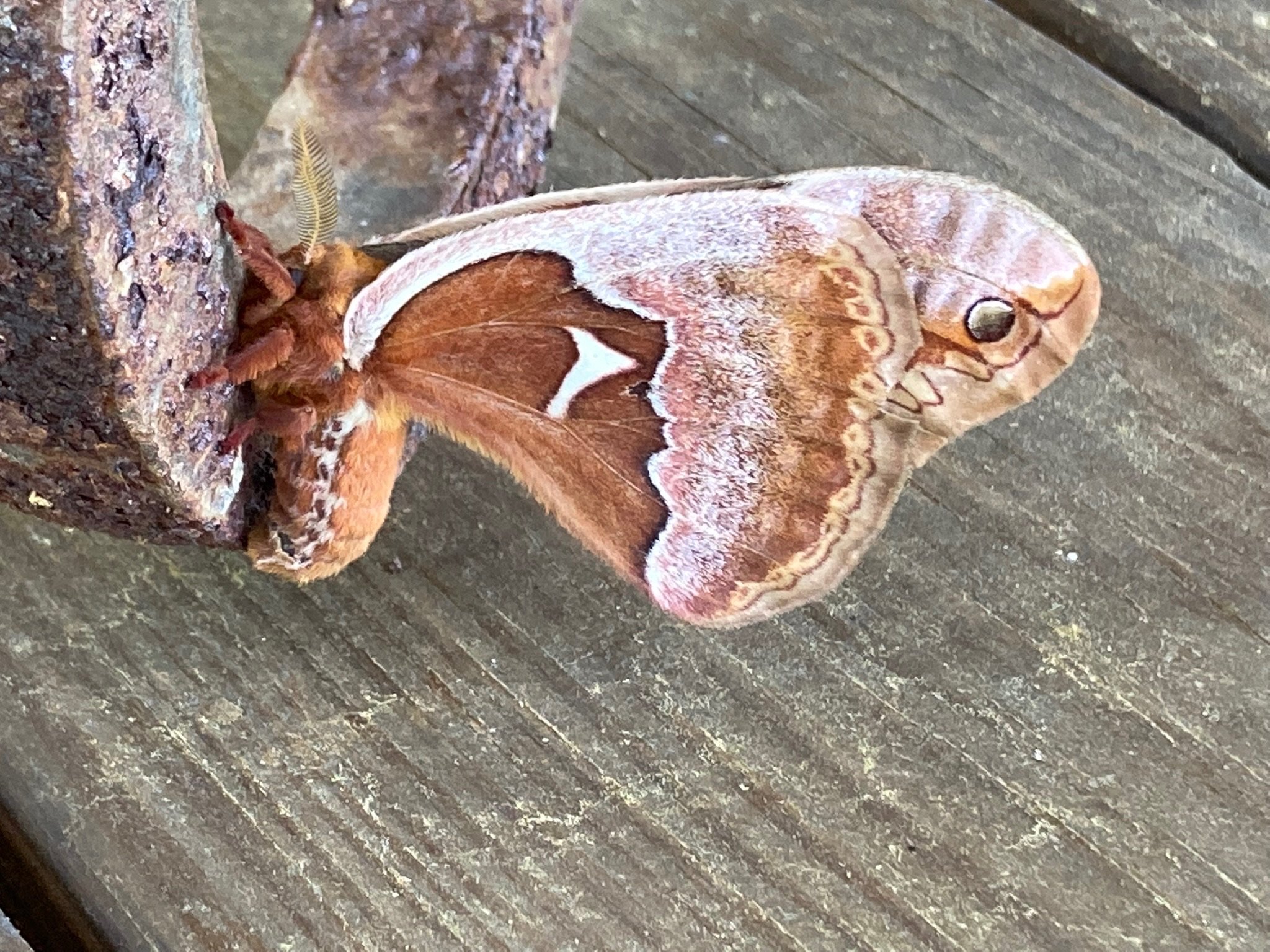 RuffwoodCountryClub_Colors_BrownMoth.jpeg