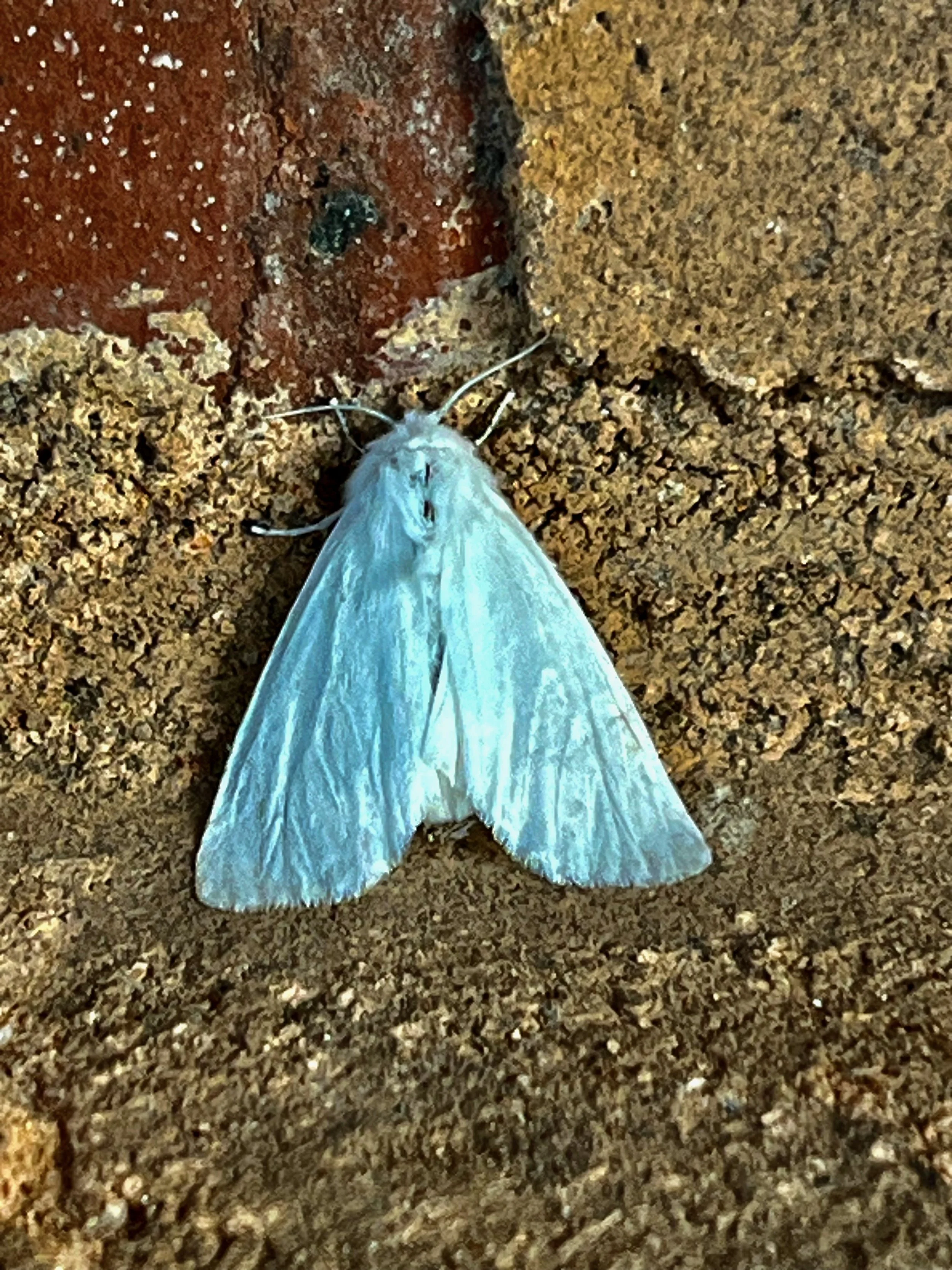RuffwoodCountryClub_Colors_BlueMoth.jpeg