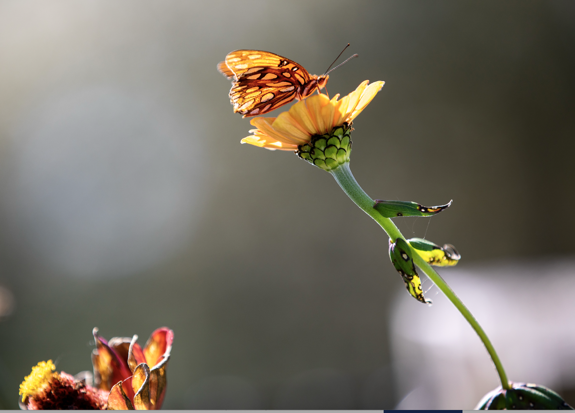 RuffwoodCountryClub_Colors_OrangeButterflyOrangeFlower.png