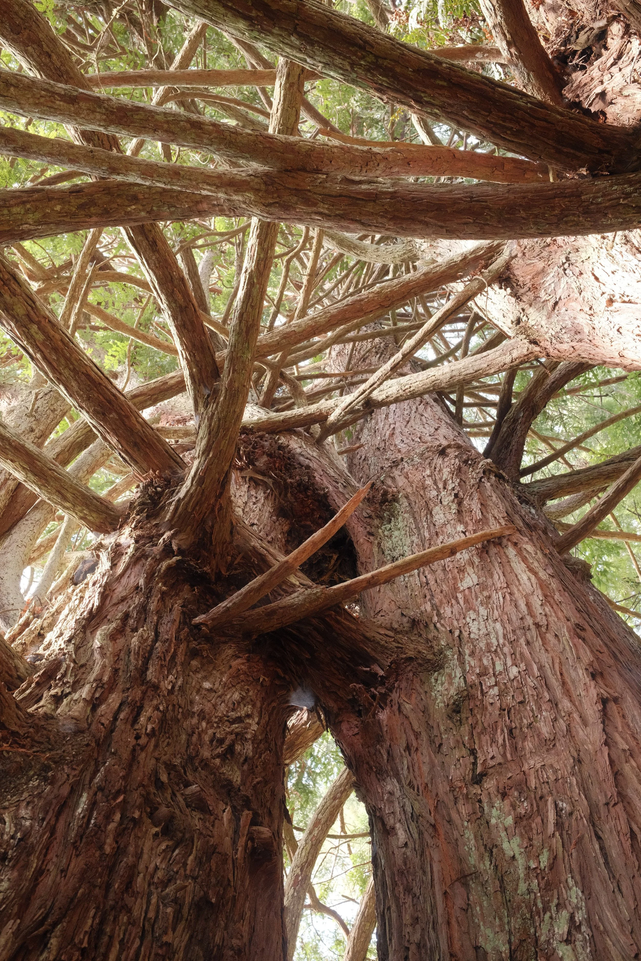 Looking up at the intertwining branches and trunk of a large, old tree with thick bark, green leaves in the background, and sunlight filtering through the canopy.