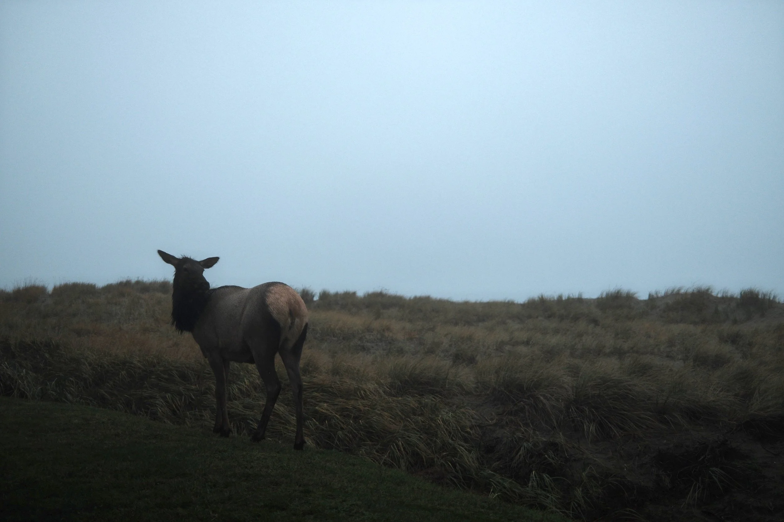 A horse standing on a grassy hill with an overcast sky in the background.