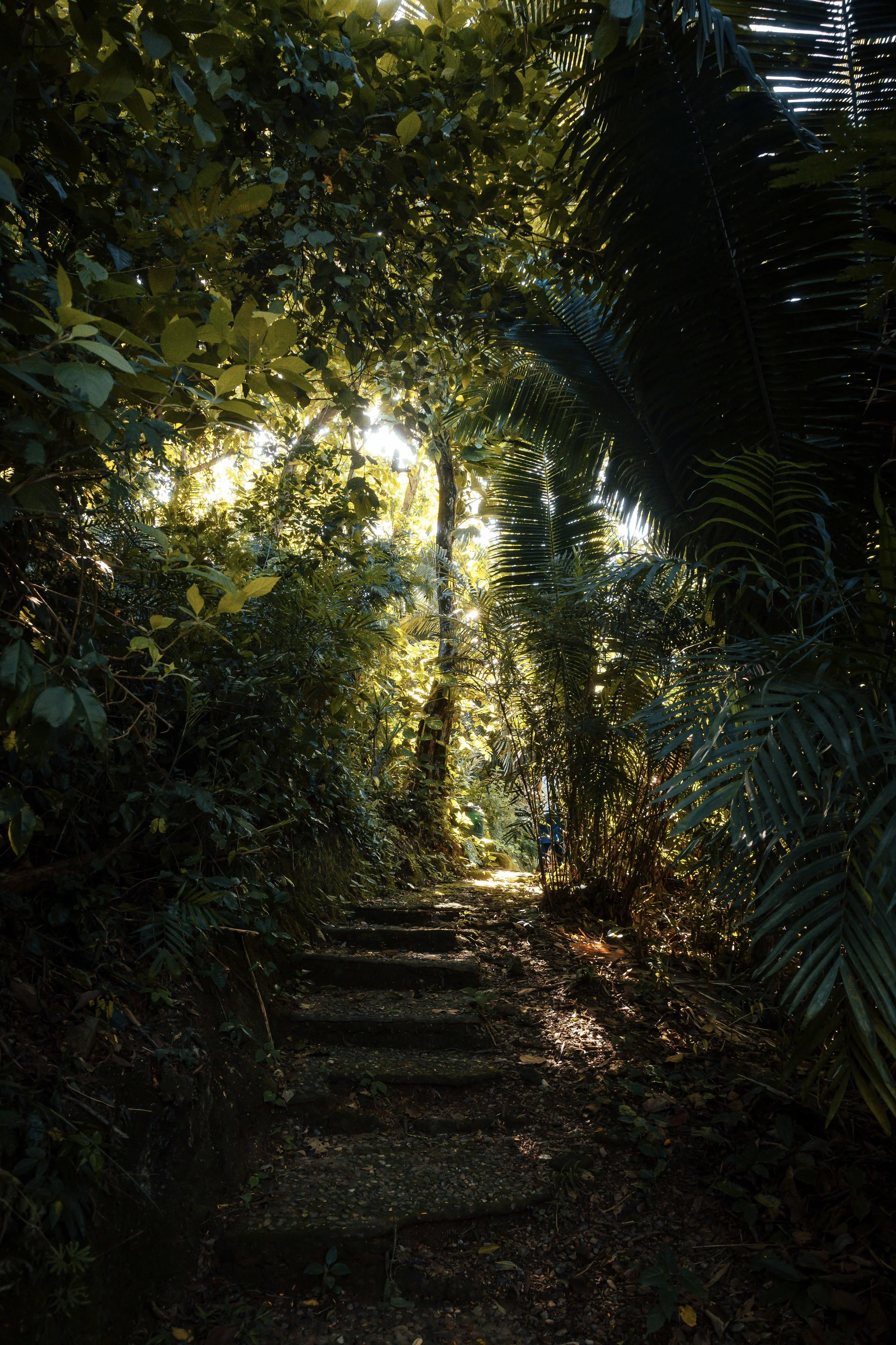 A dark, narrow forest or jungle trail with steps, surrounded by lush green foliage and large palm leaves, sunlight shining through the trees.